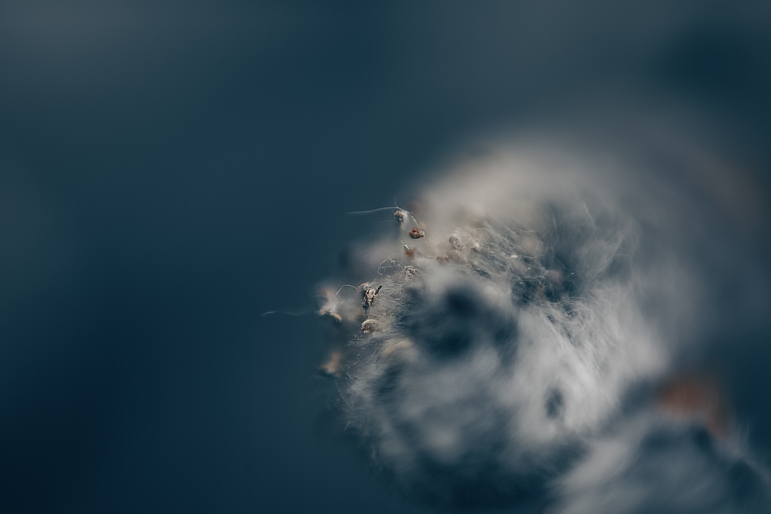 Макро. Свадебный и семейный фотограф/видеограф в Краснодаре Наталья Осинская