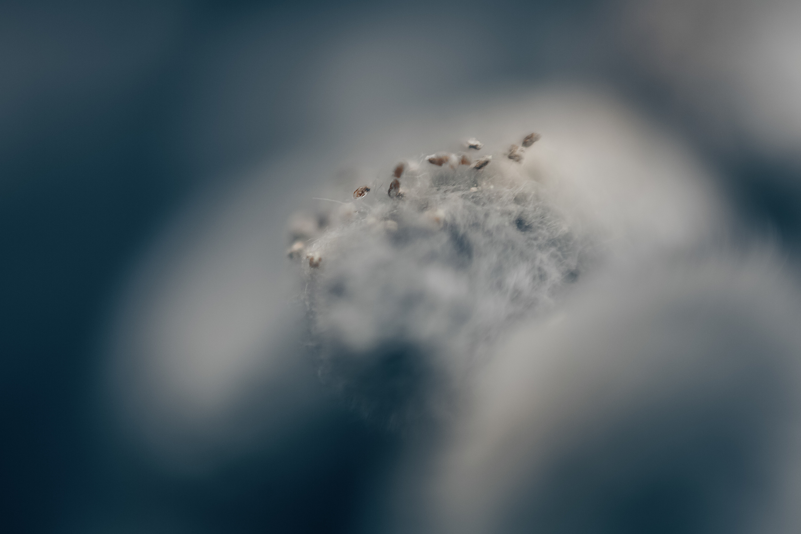 Макро. Свадебный и семейный фотограф/видеограф в Краснодаре Наталья Осинская