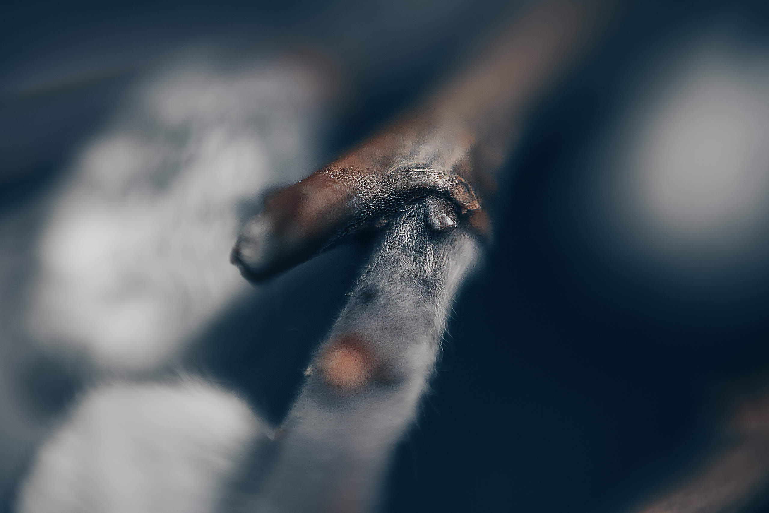 Макро. Свадебный и семейный фотограф/видеограф в Краснодаре Наталья Осинская