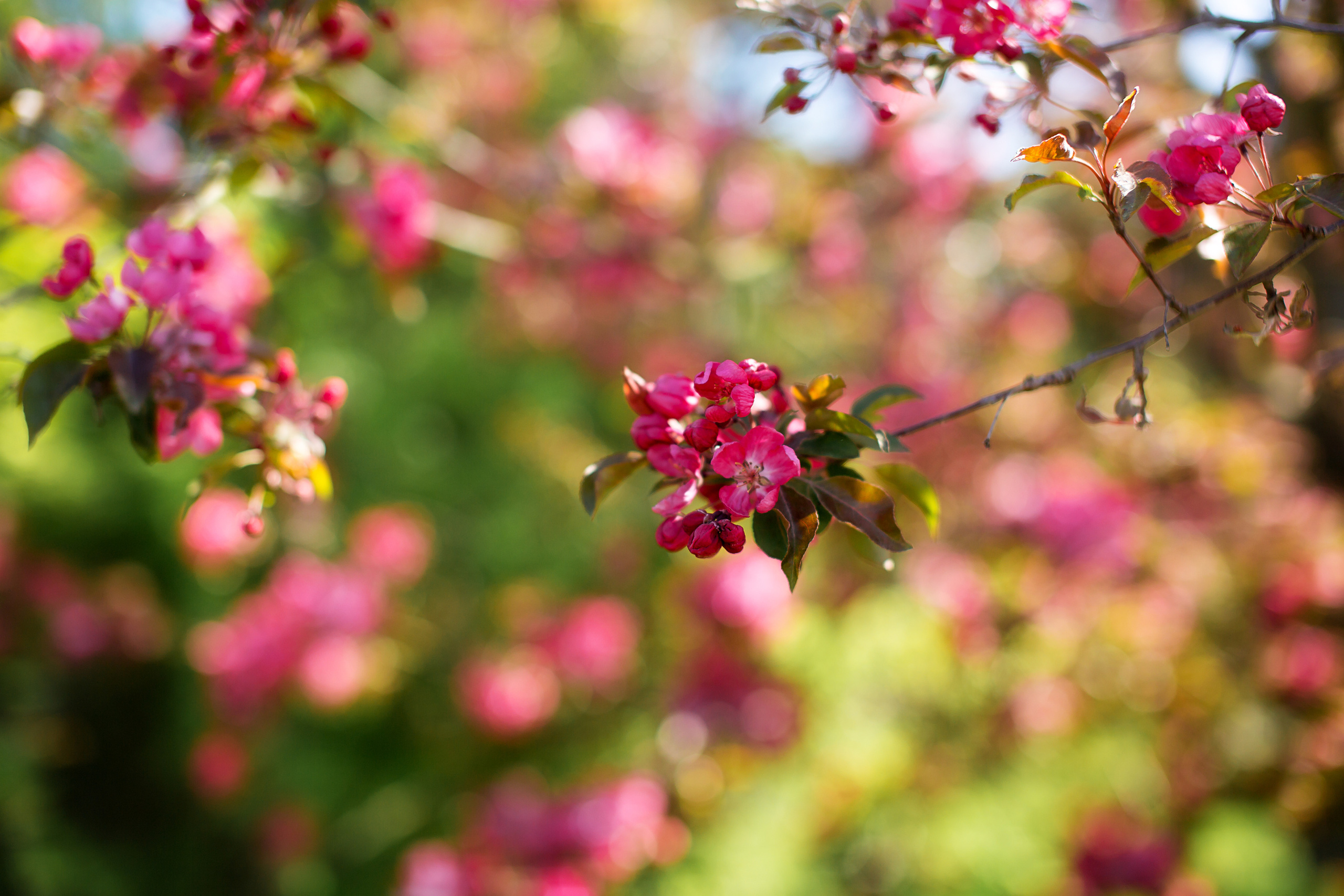 На заставку. Свадебный и семейный фотограф/видеограф в Краснодаре Наталья Осинская