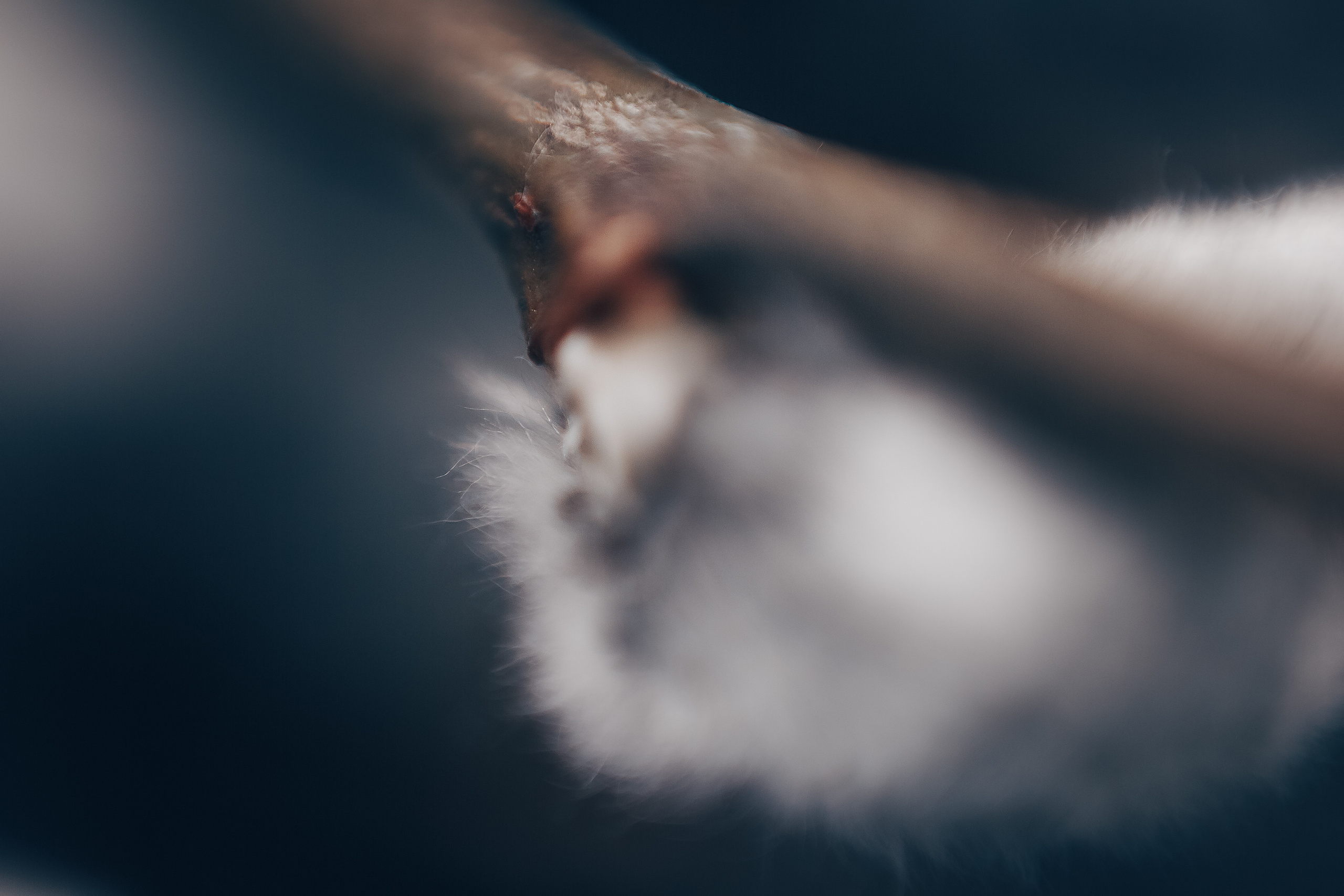 Макро. Свадебный и семейный фотограф/видеограф в Краснодаре Наталья Осинская