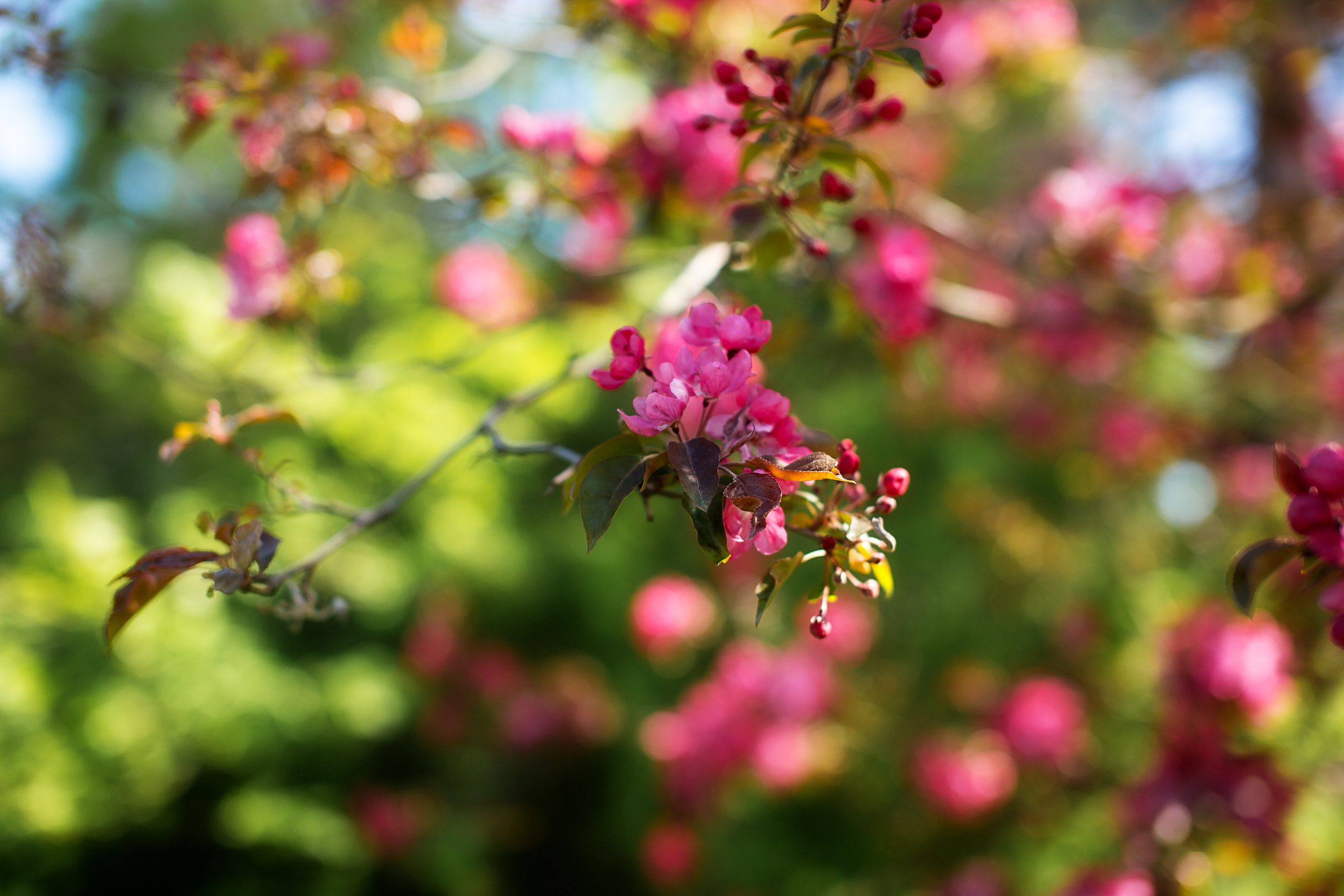 Цветы. Свадебный и семейный фотограф/видеограф в Краснодаре Наталья Осинская