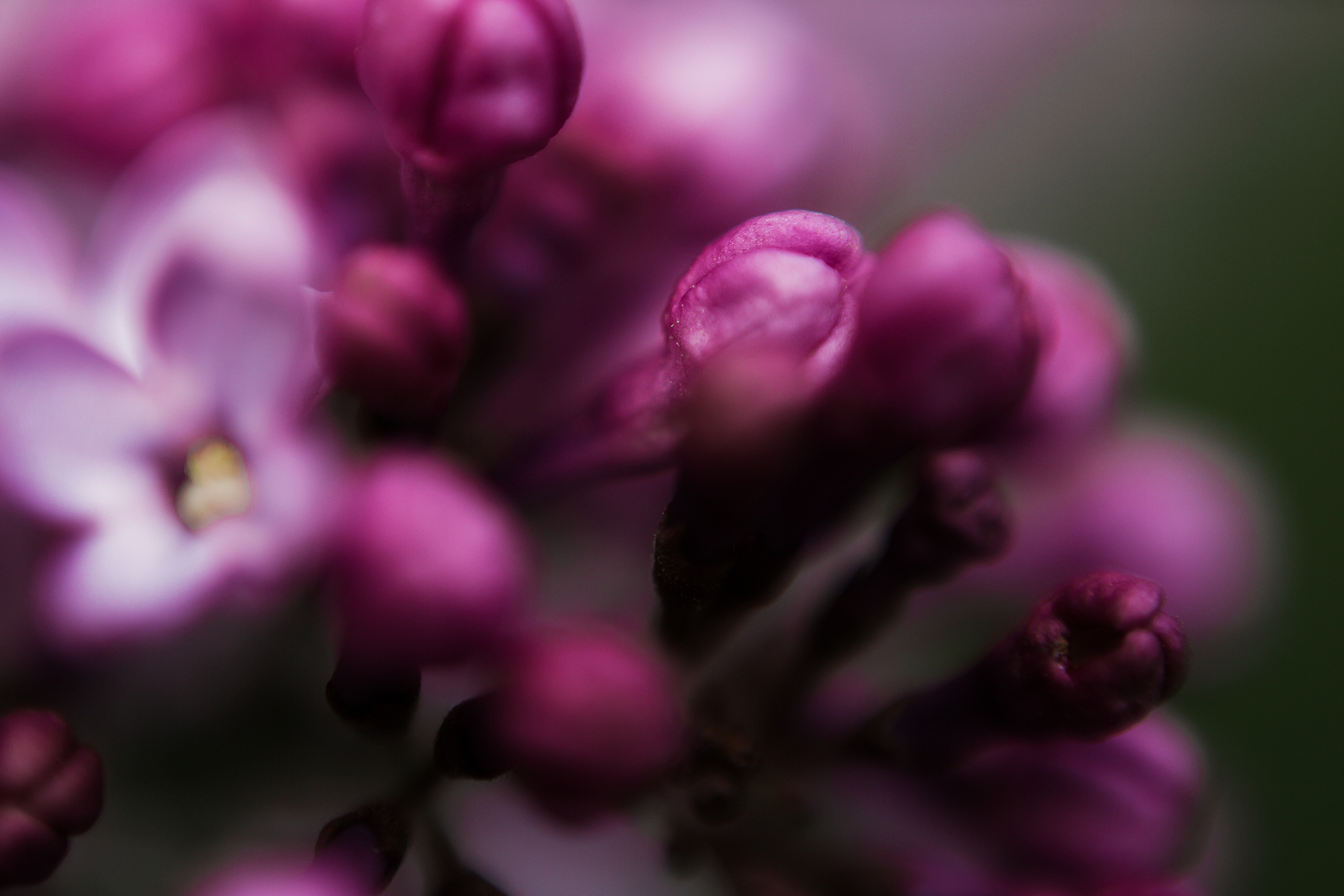 Сирень. Свадебный и семейный фотограф/видеограф в Краснодаре Наталья Осинская