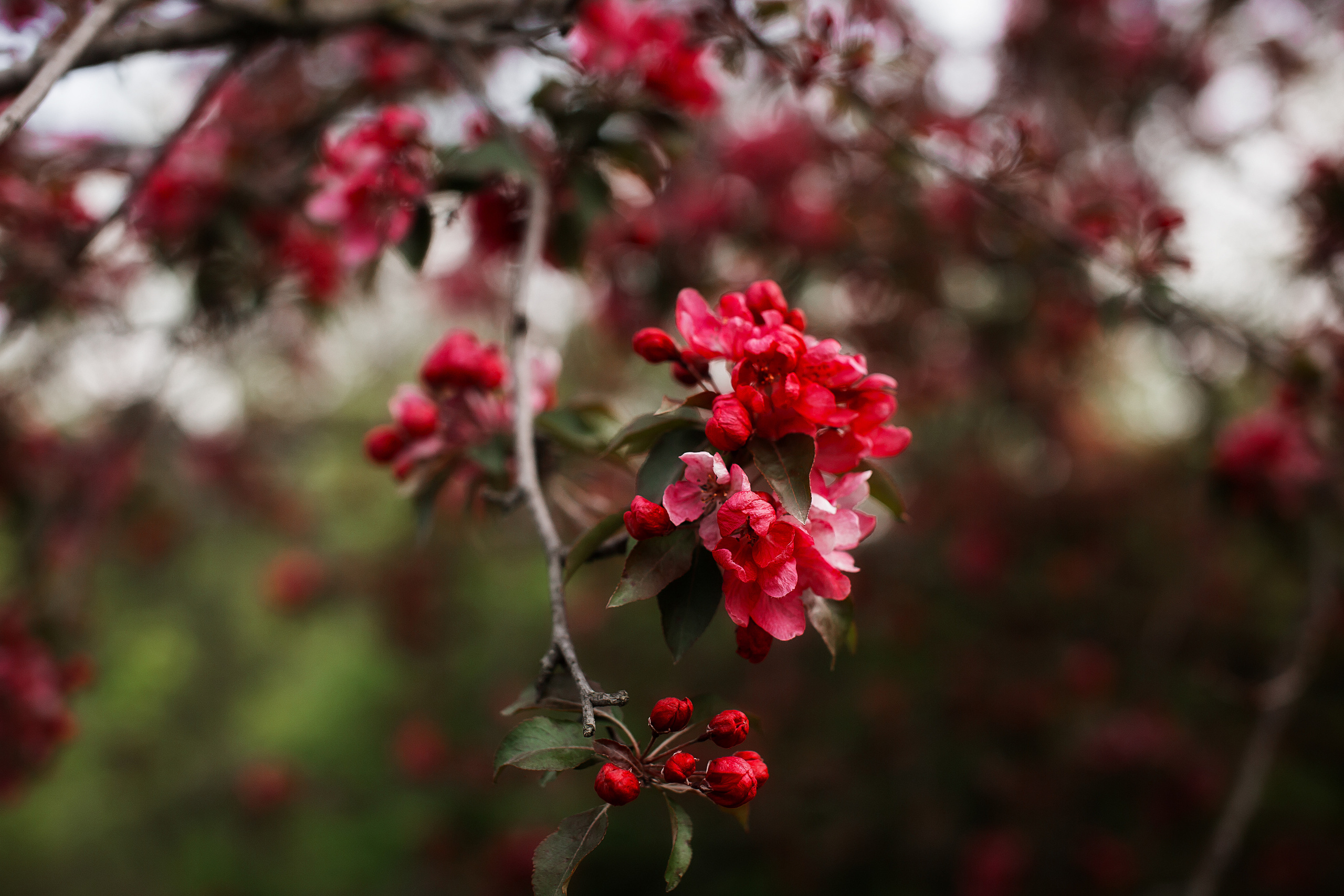 Цветы. Свадебный и семейный фотограф/видеограф в Краснодаре Наталья Осинская