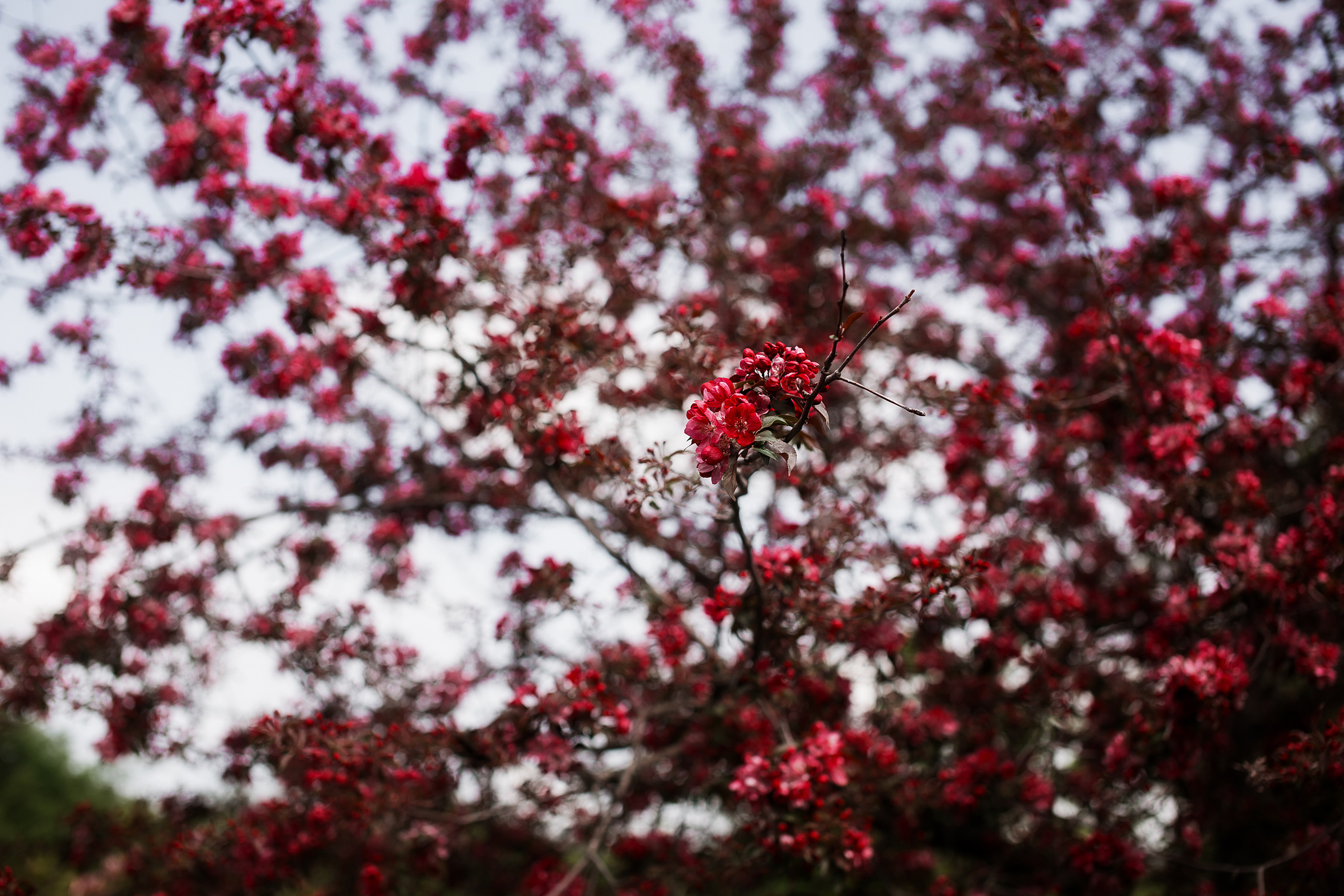 Цветы. Свадебный и семейный фотограф/видеограф в Краснодаре Наталья Осинская