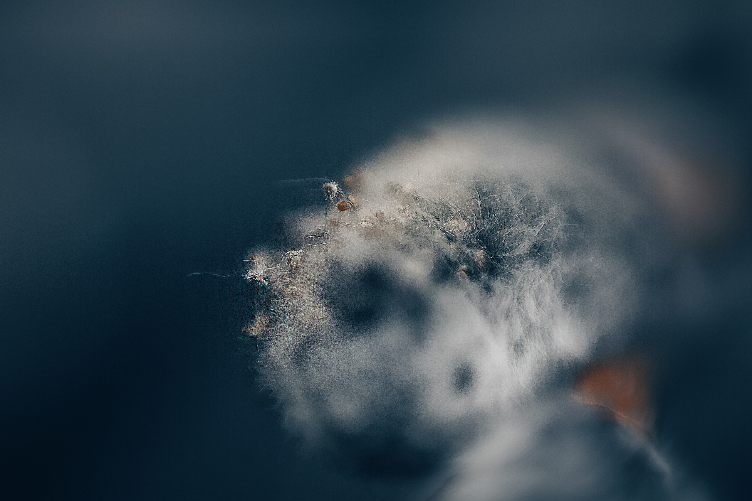 Макро. Свадебный и семейный фотограф/видеограф в Краснодаре Наталья Осинская