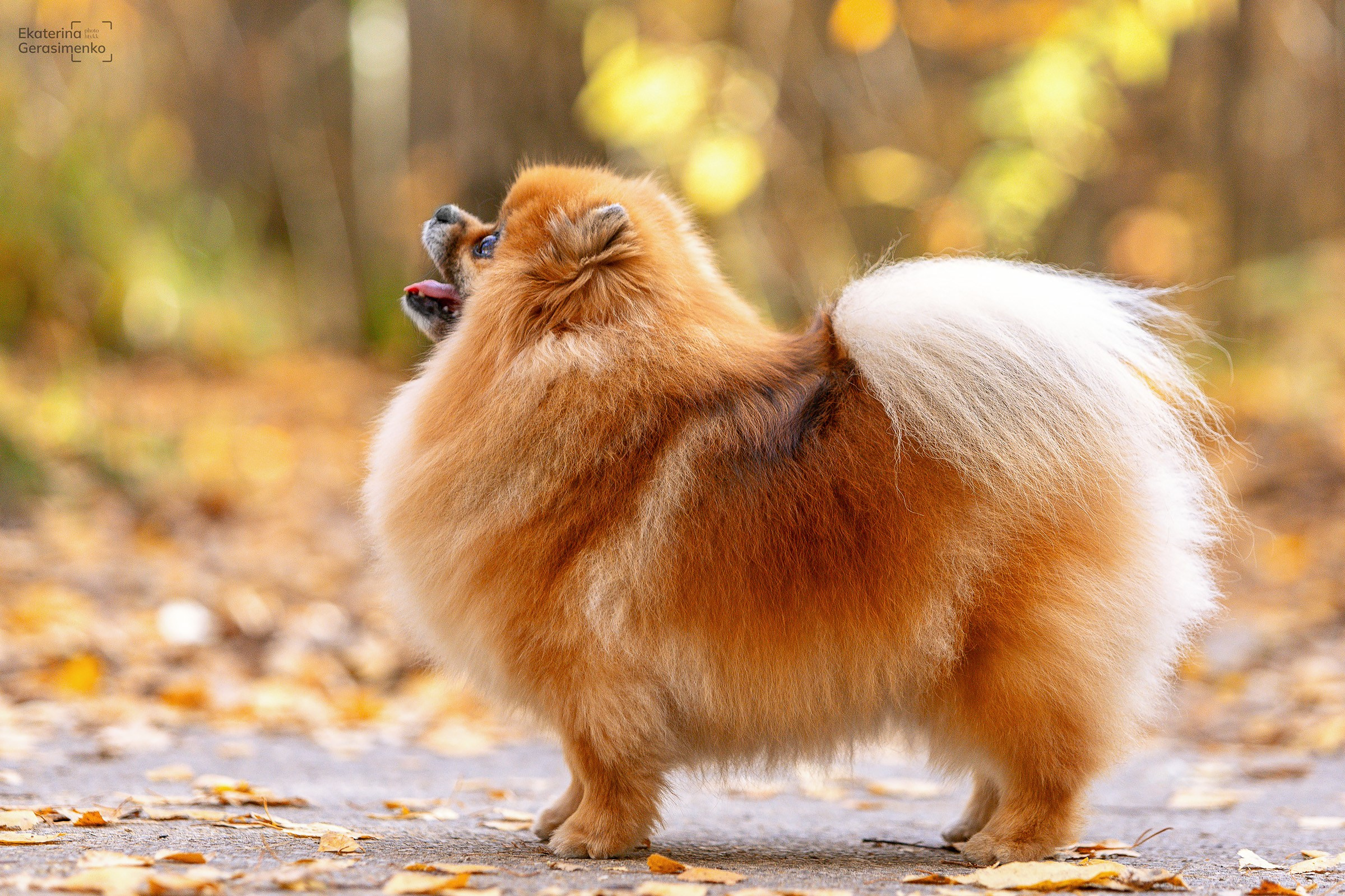 Шпиц. Htykk_photo