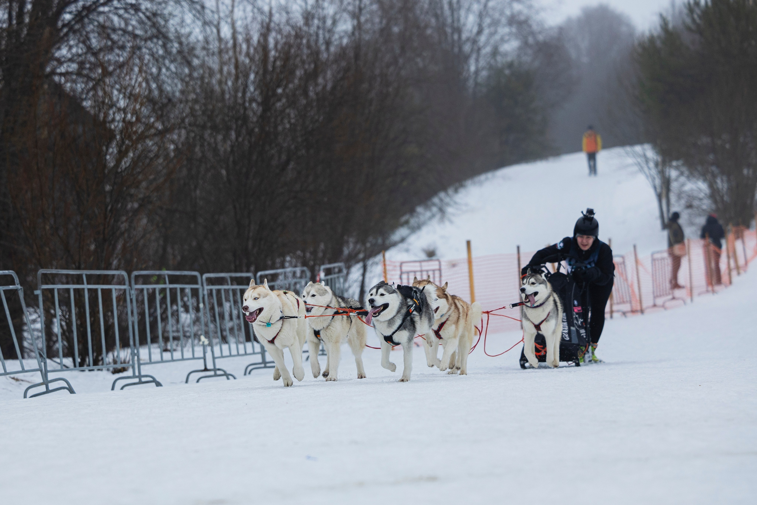 Зимний Чемпионат Санкт-Петербурга по ездовому спорту. Фотограф-анималист Анна Маринич