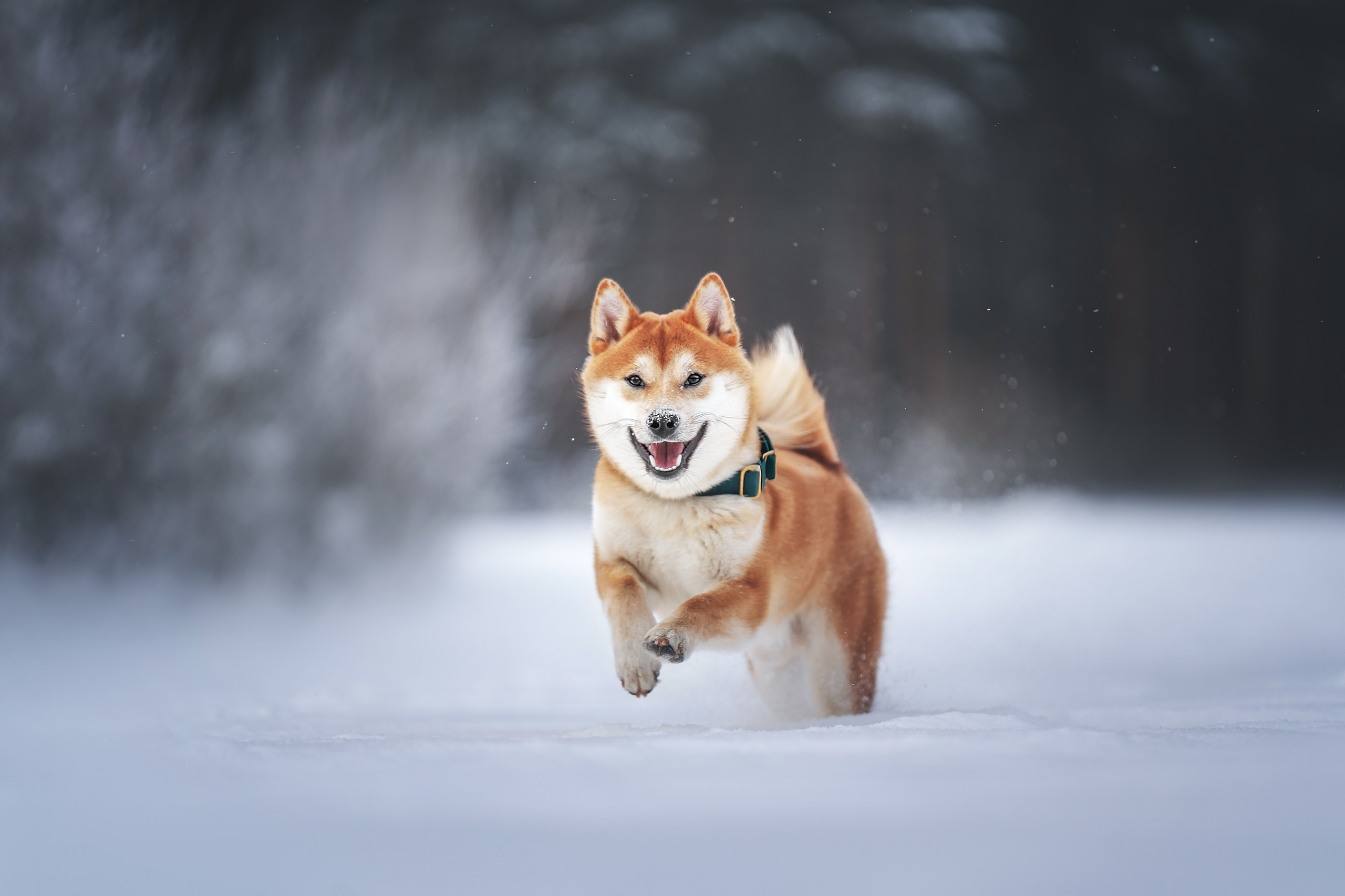 Сабуру. Фотограф анималист Осипчикова Мария
