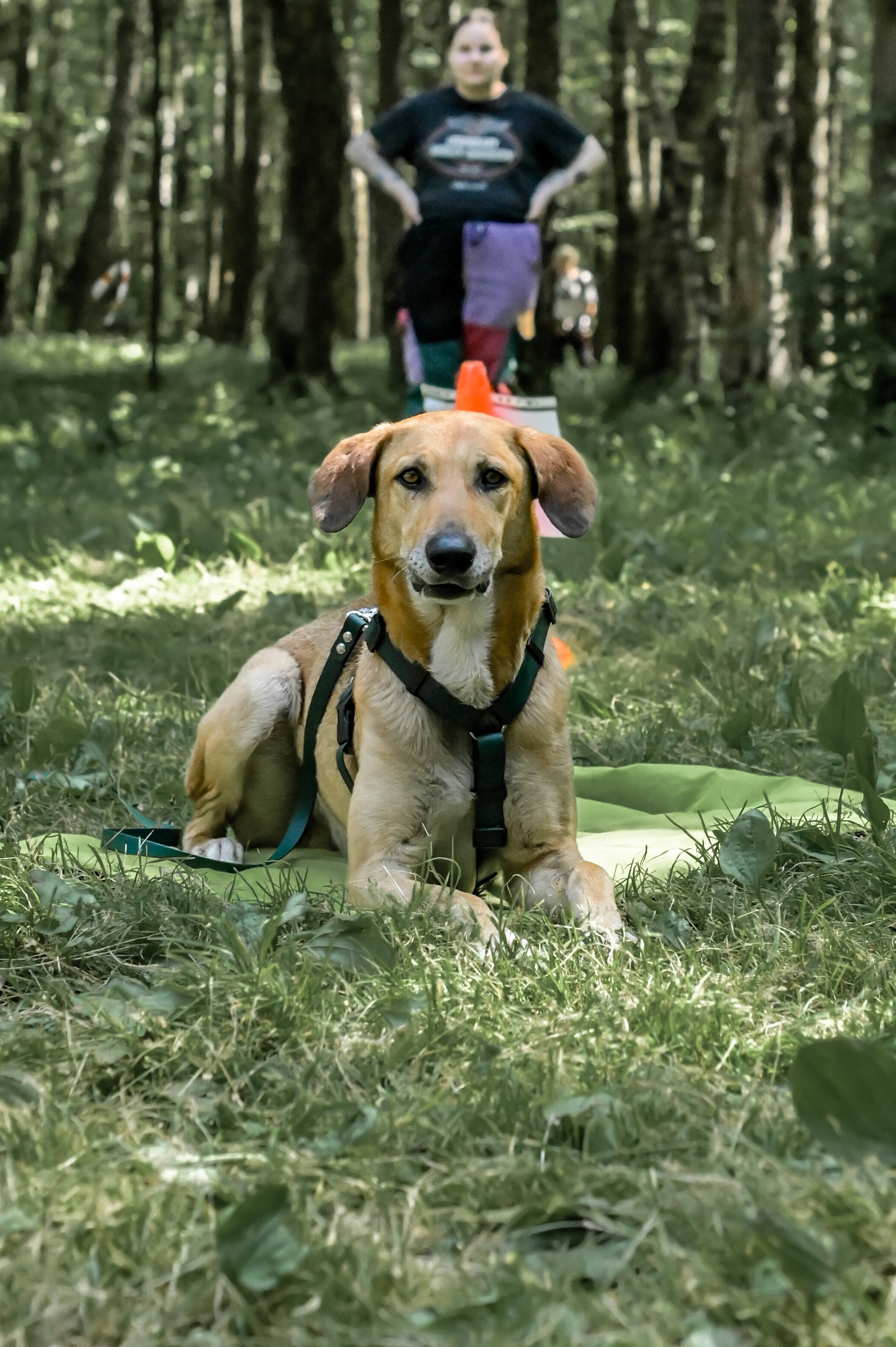 Кинологические соревнования. Семейный и репортажный фотограф в Москве Анастасия Трубкина