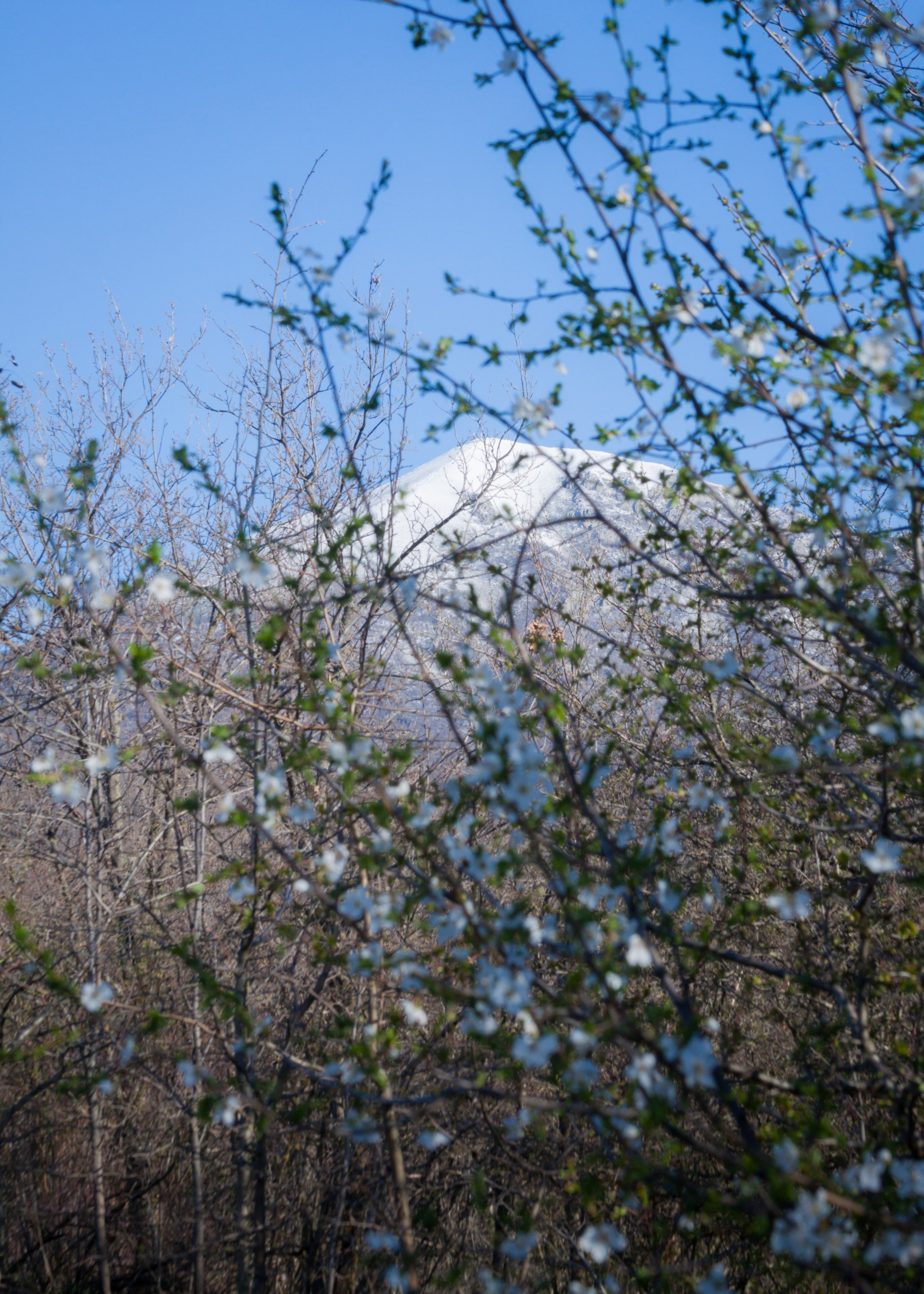 Цветущие весенние деревья и снег на горе Бештау