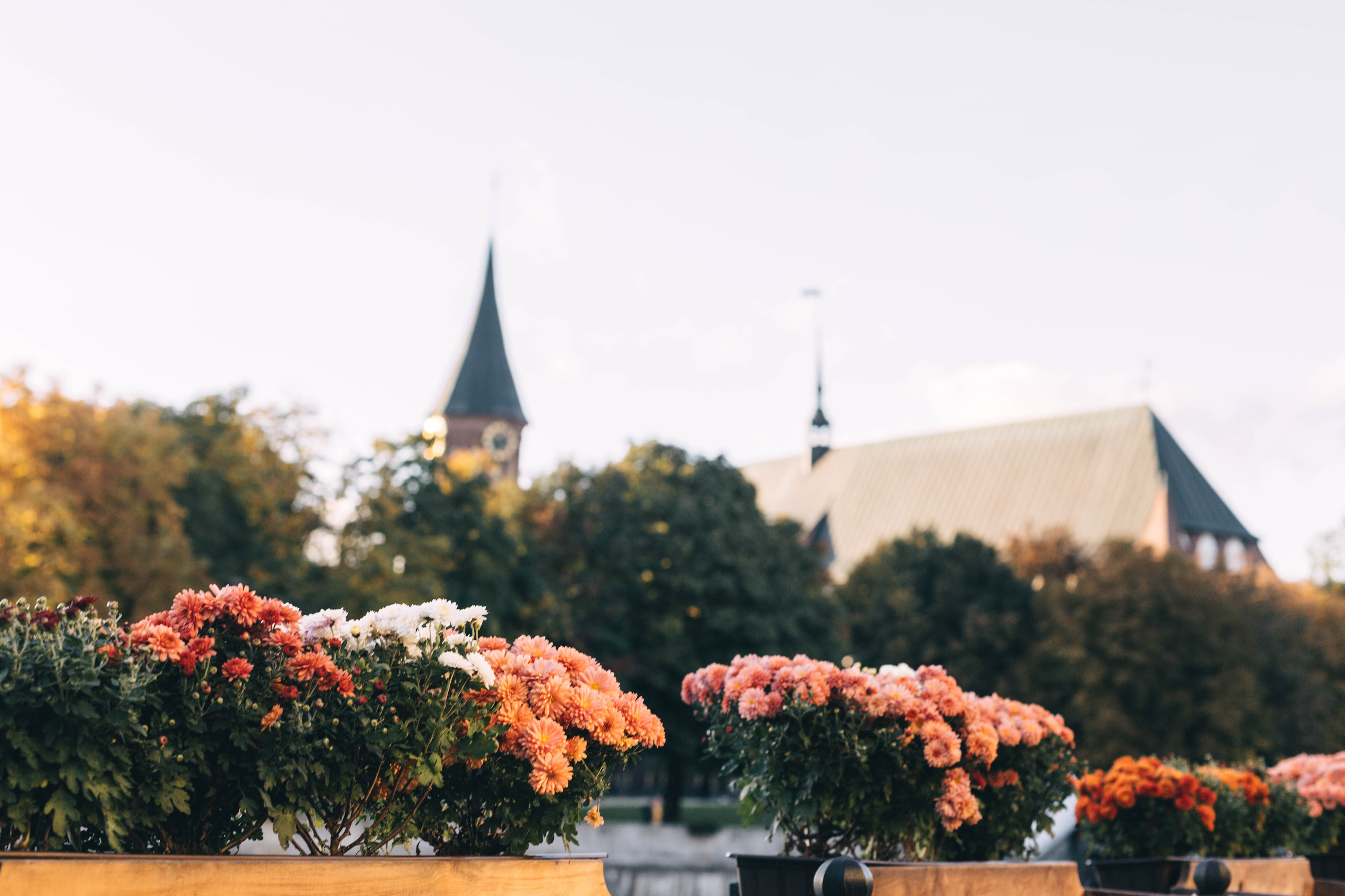 For Daria. Свадебный и портретный фотограф в Калининграде Наталия Еник