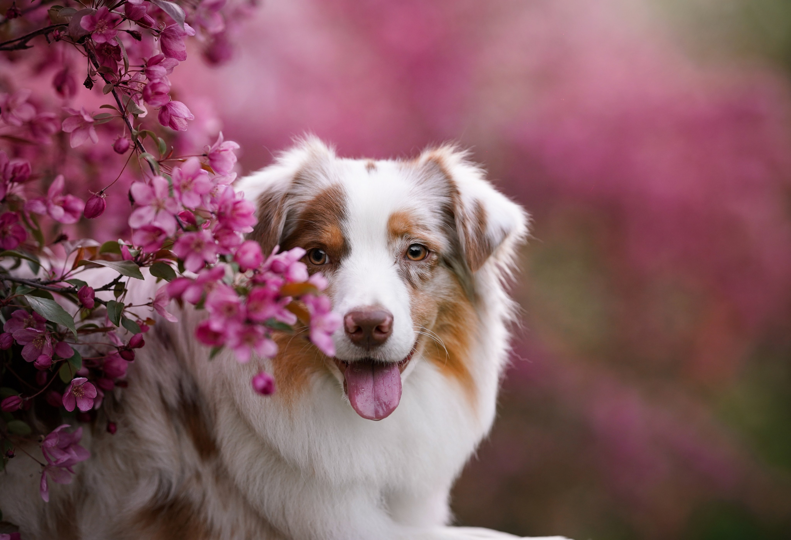 Панда в Яблоневом саду. Фотограф-анималист в Санкт-Петербурге Яна Мартынова