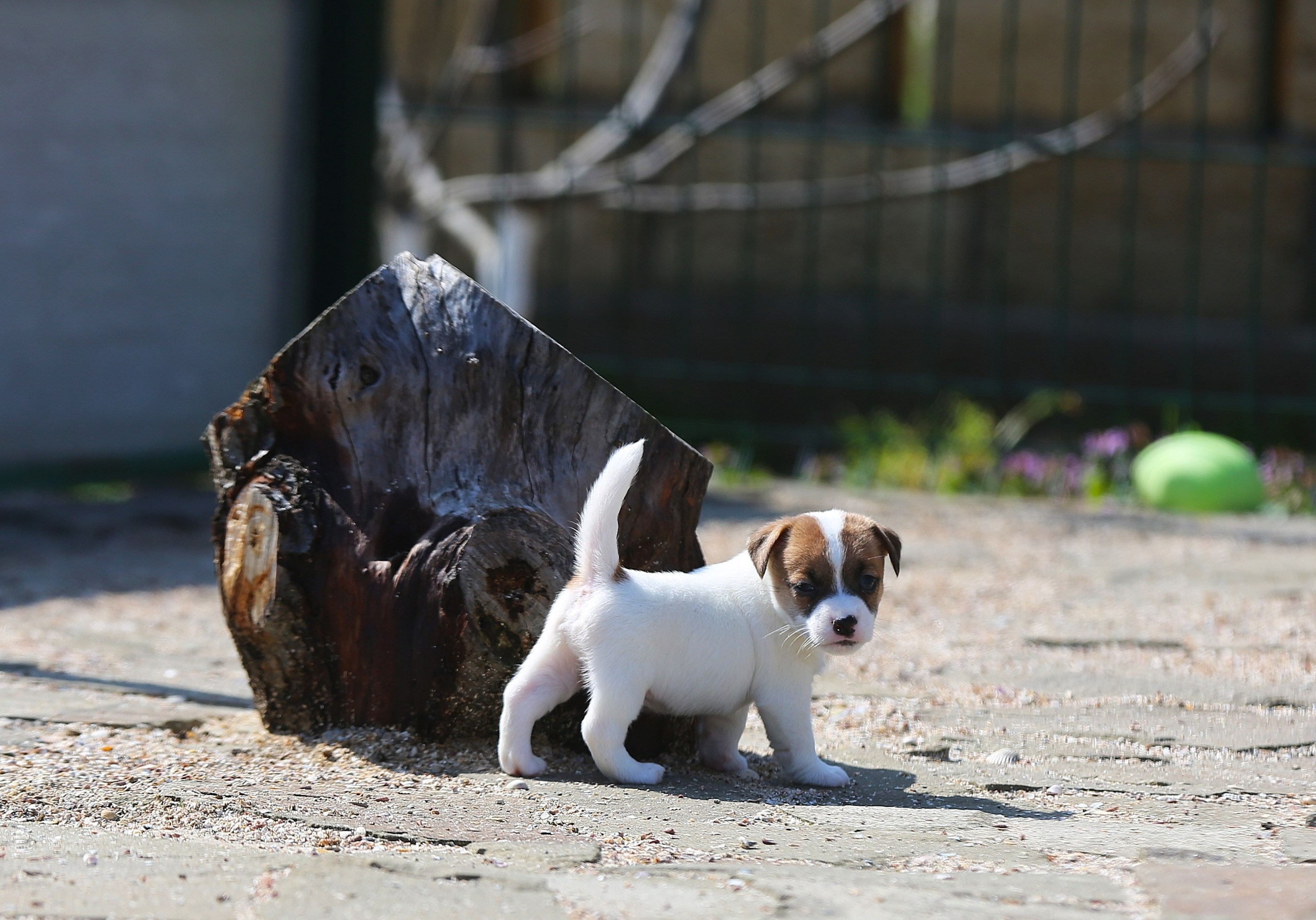 Общий альбом. Lovely-Orange питомник джек рассел терьеров