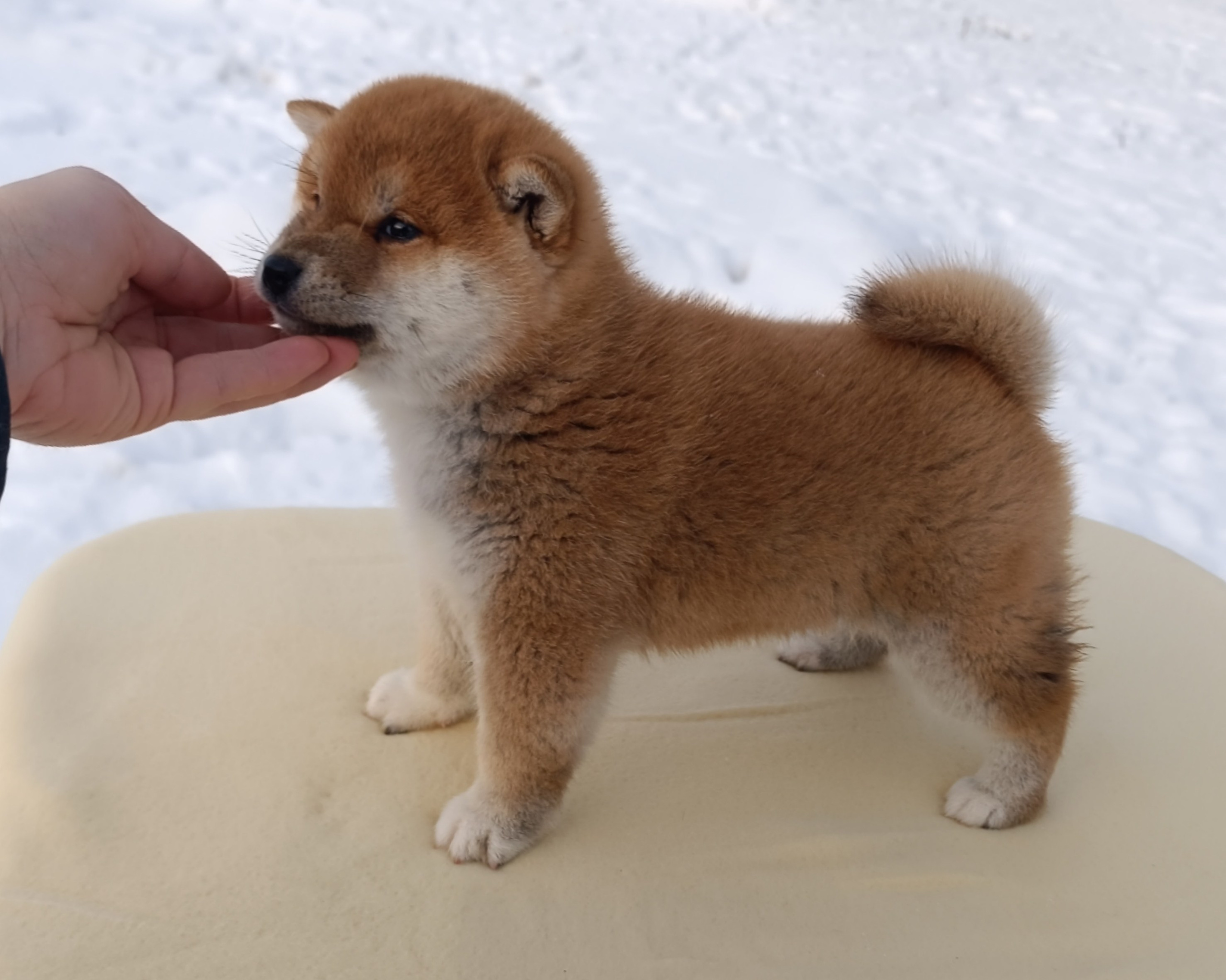 сиба питомник Рубилайт щенки на продажу rubylight  сиба щенки купить СПб Санкт-Петербург 