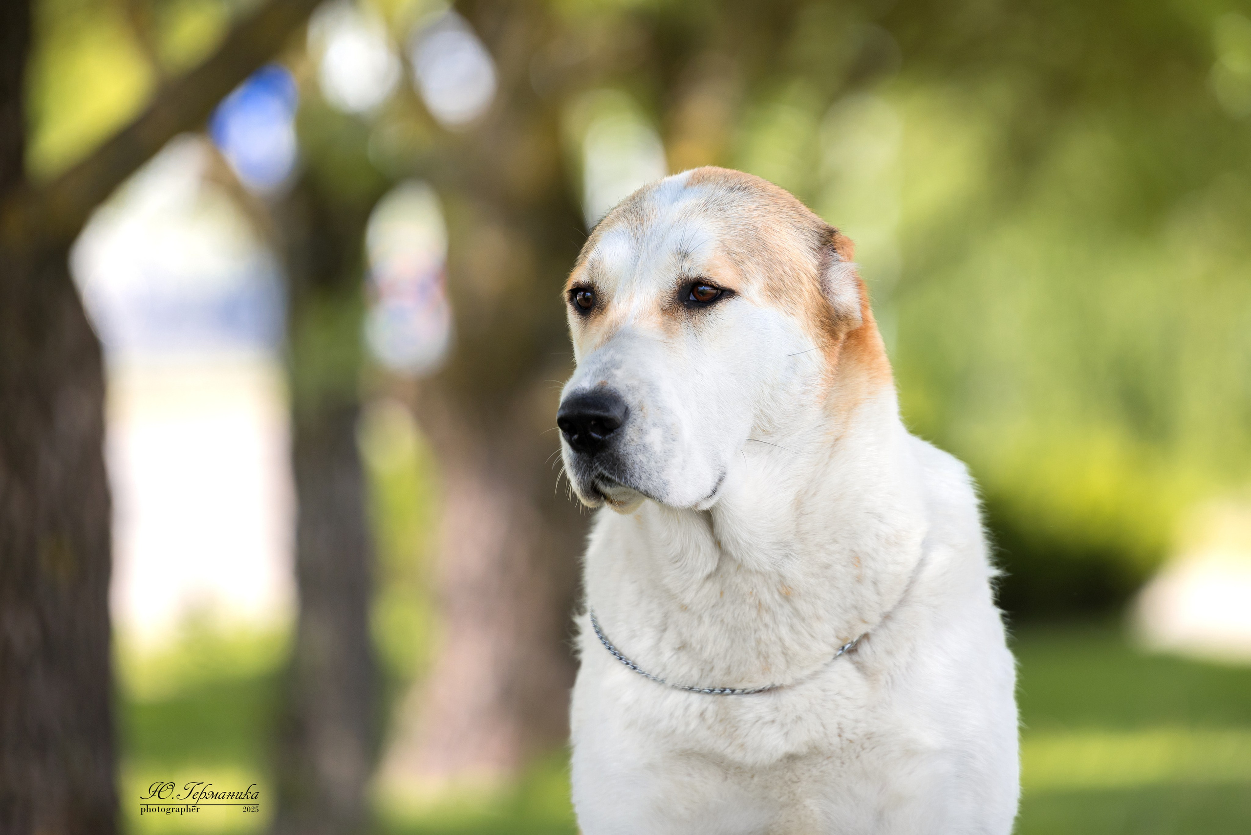 Минск 31.05-1.06.2025. Фотограф-анималист Юлия Германика