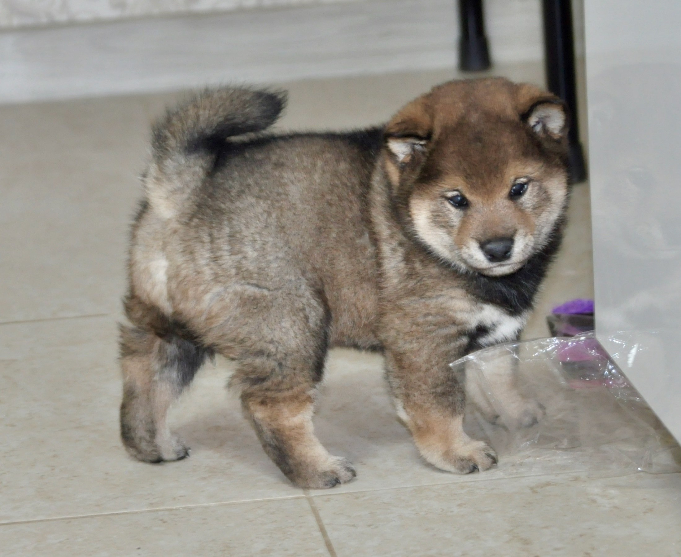Шаман (сезам) * Шу_ Шаолинь Цукан. AMERICAN AKITA RUBYLIGHT KENNEL I SHIBA-INU