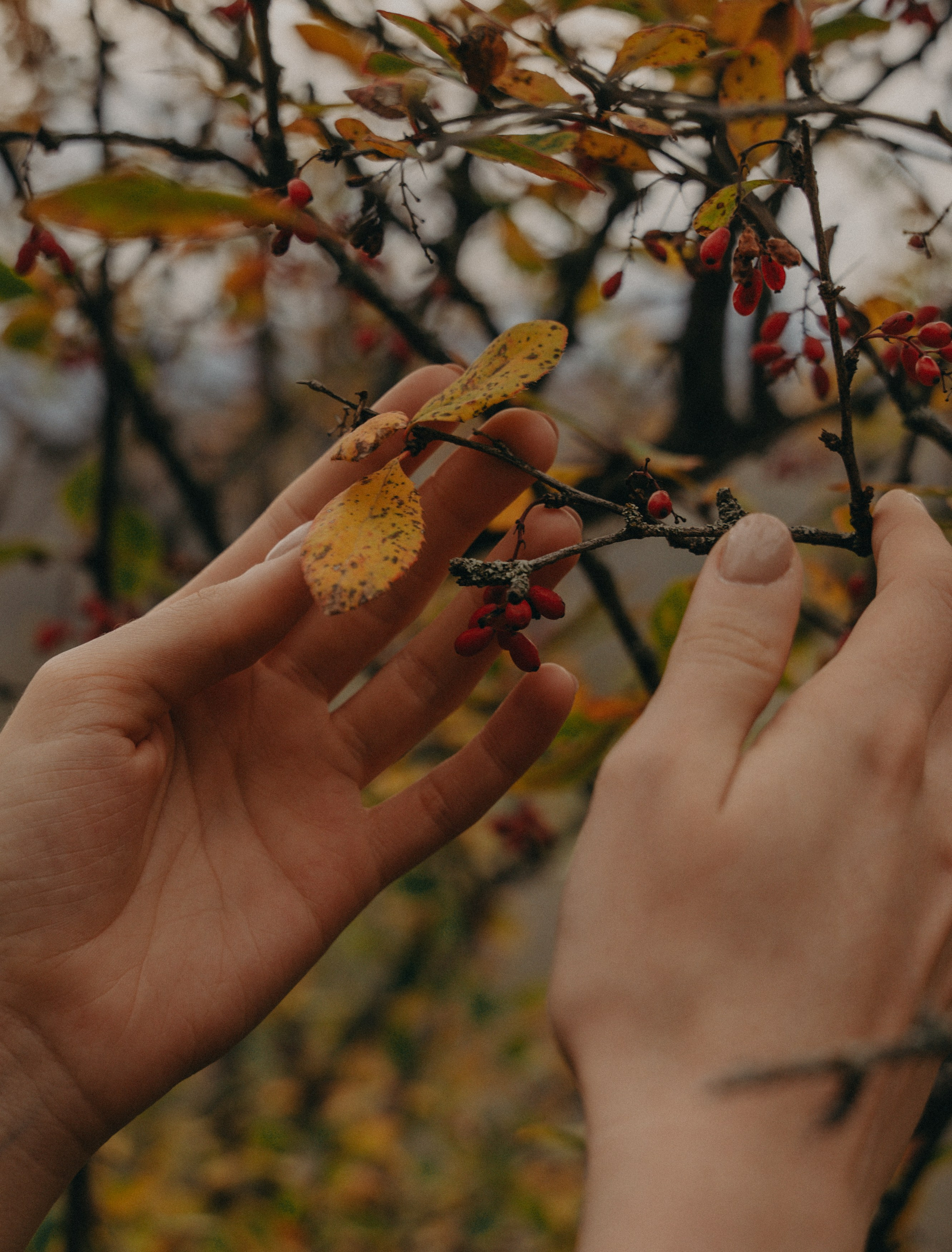 В&Т. Свадебный фотограф Ирина Беляева Пятигорск|Кисловодск|Эльбрус|Домбай