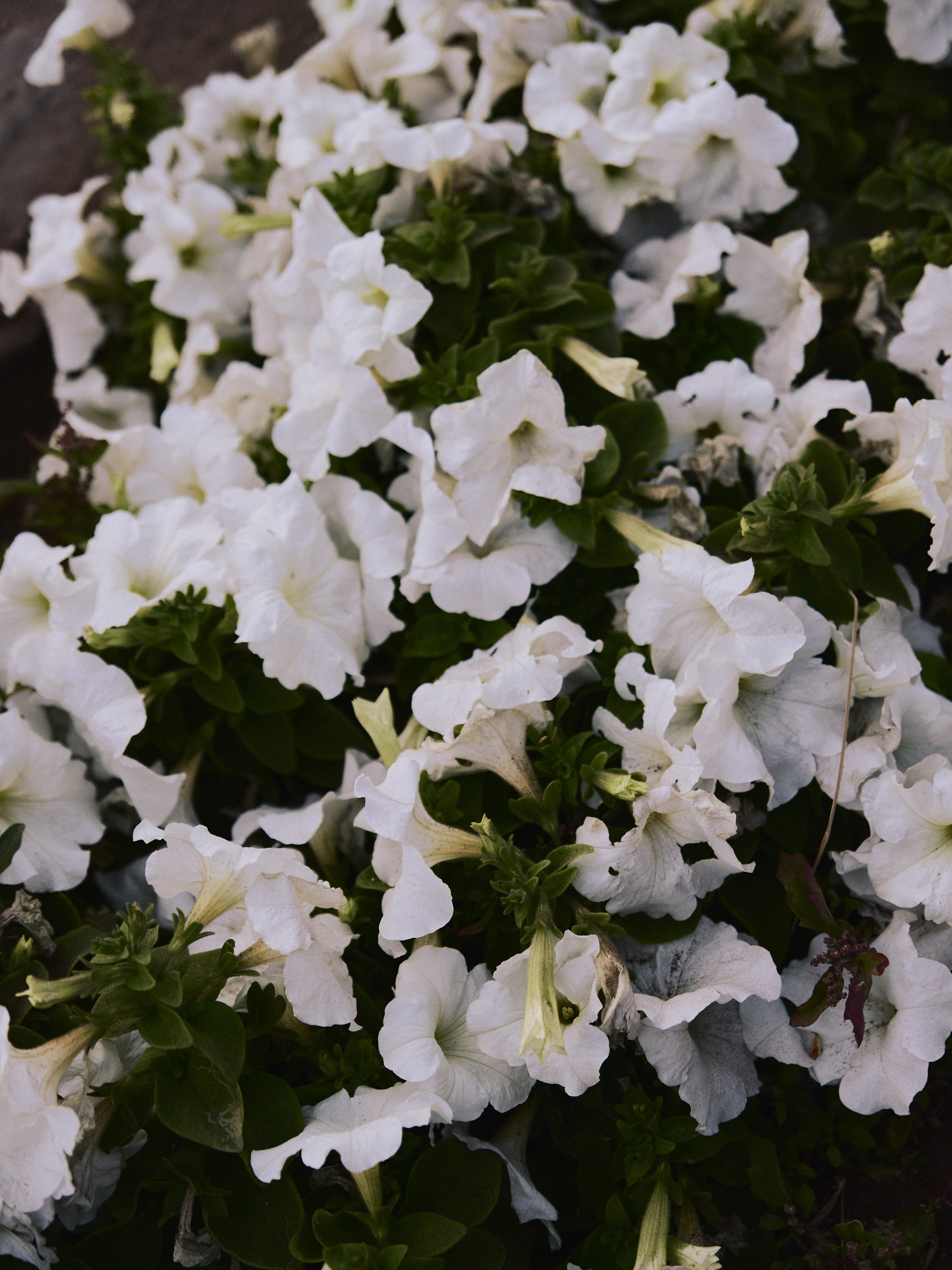 Природа. Jorgis Talè — photographer, kind person, teacher of arts and other mag