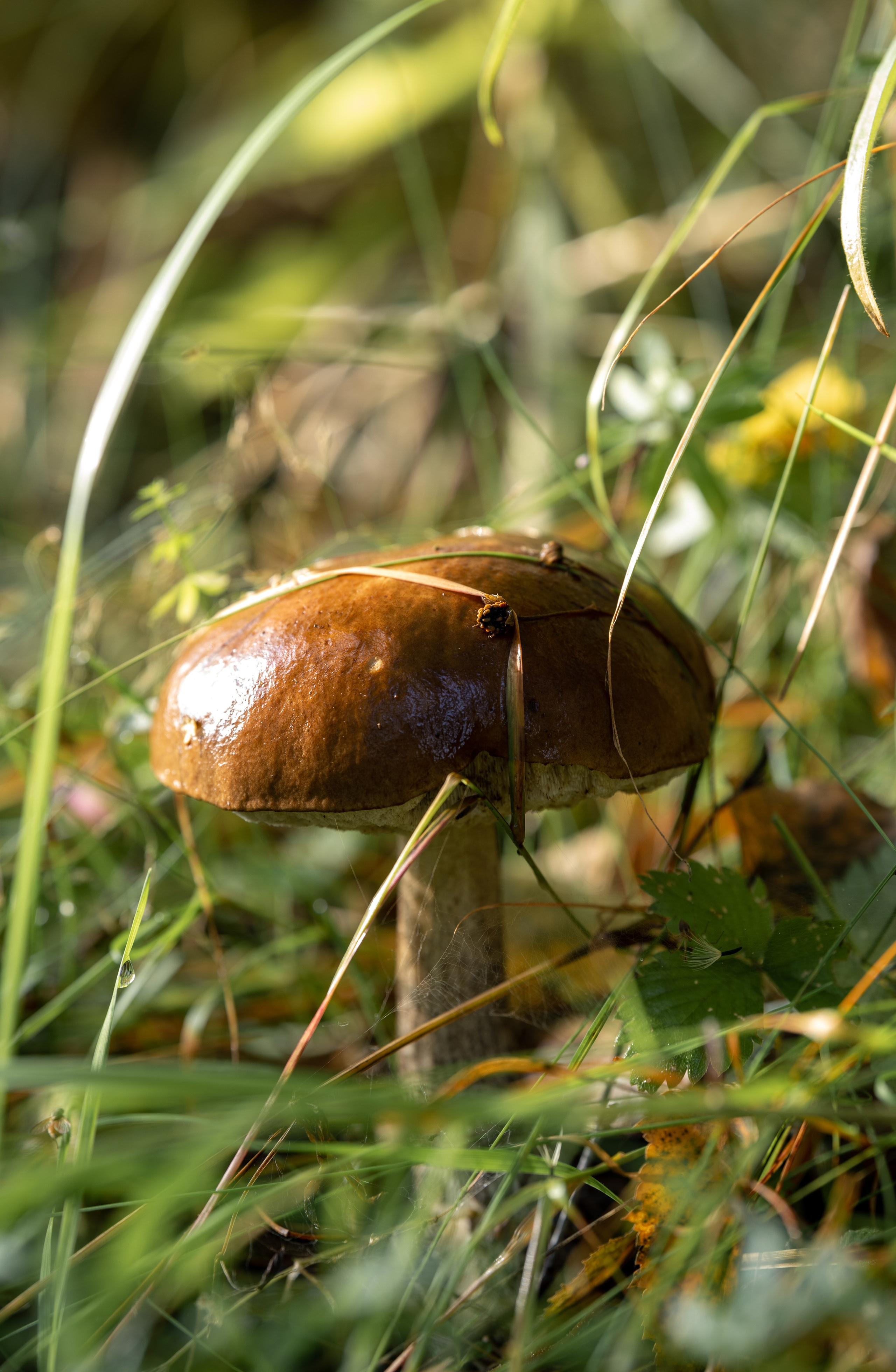 Природные пейзажи. Наталия Клевинскас портретный фотограф в Костроме