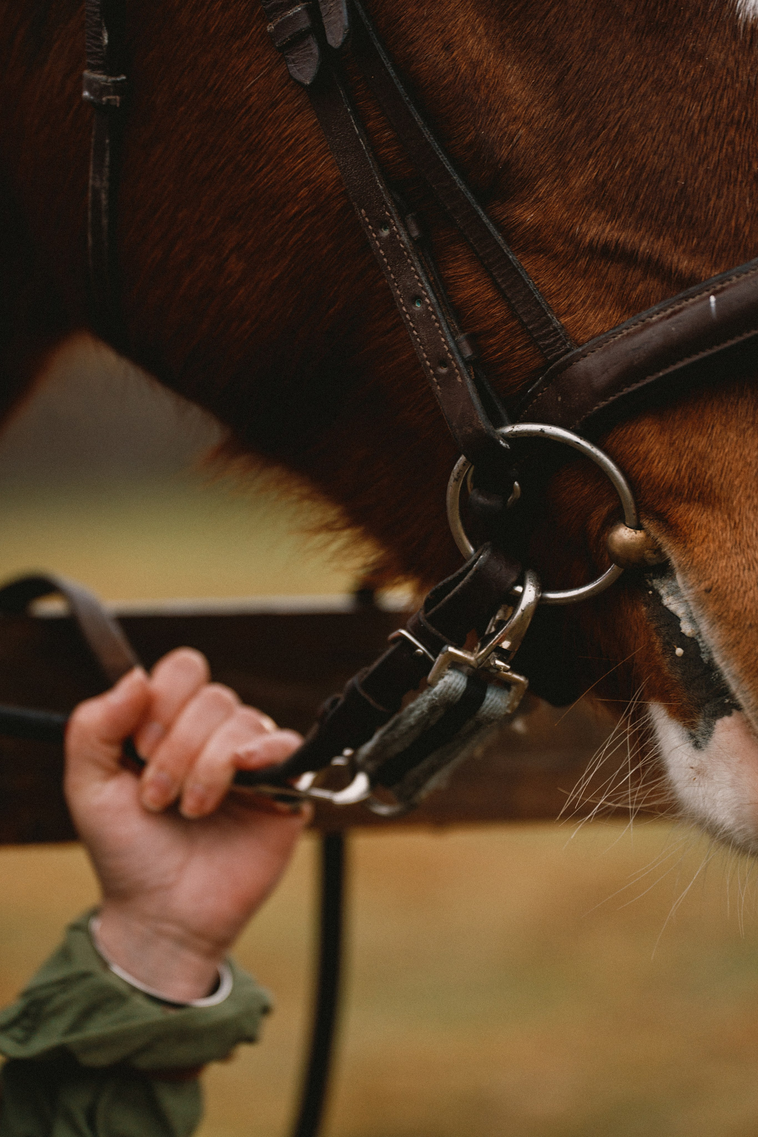 Конные. Главная