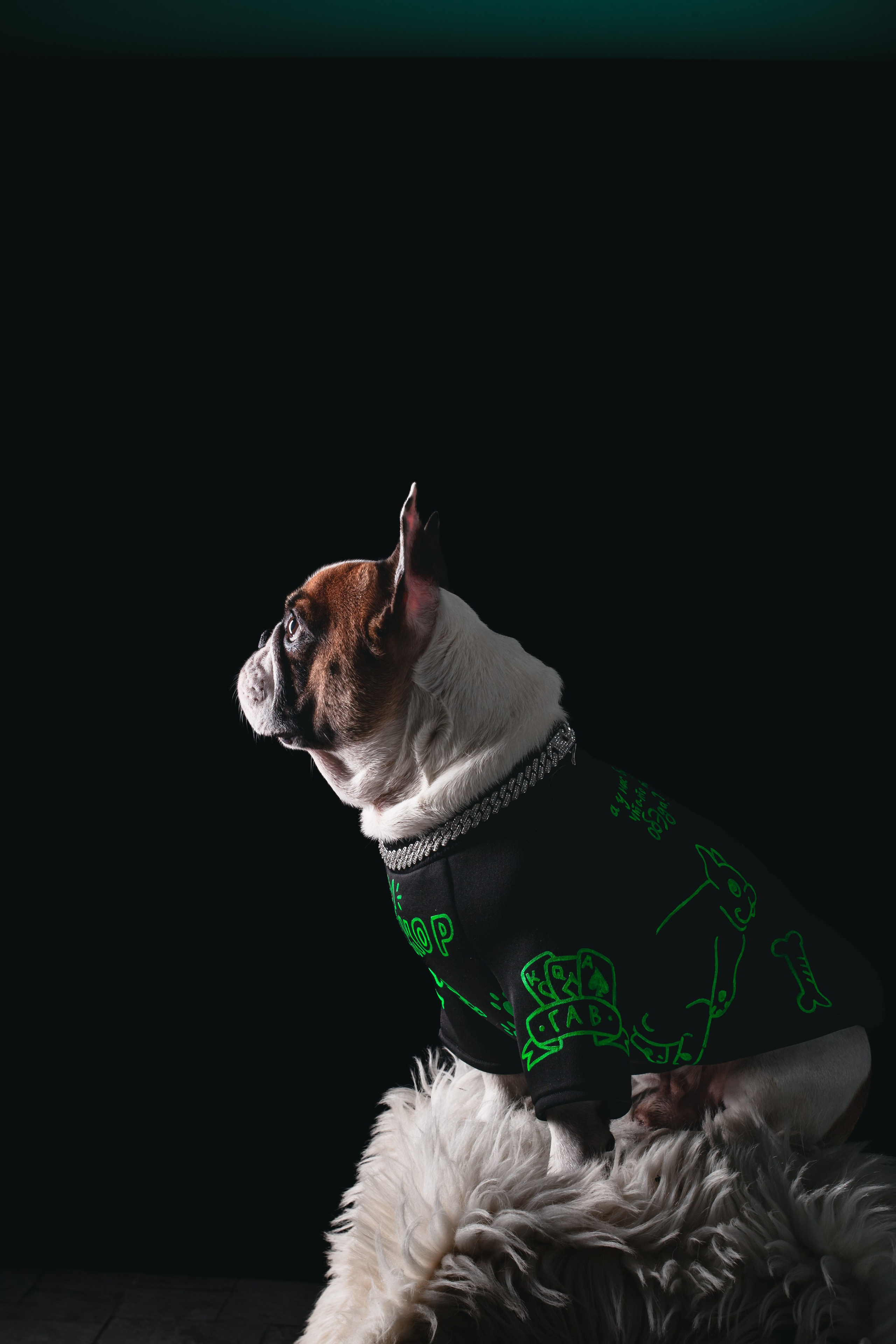 Студийная фотосессия с цветным светом. Фотограф-анималист Татьяна Степанова