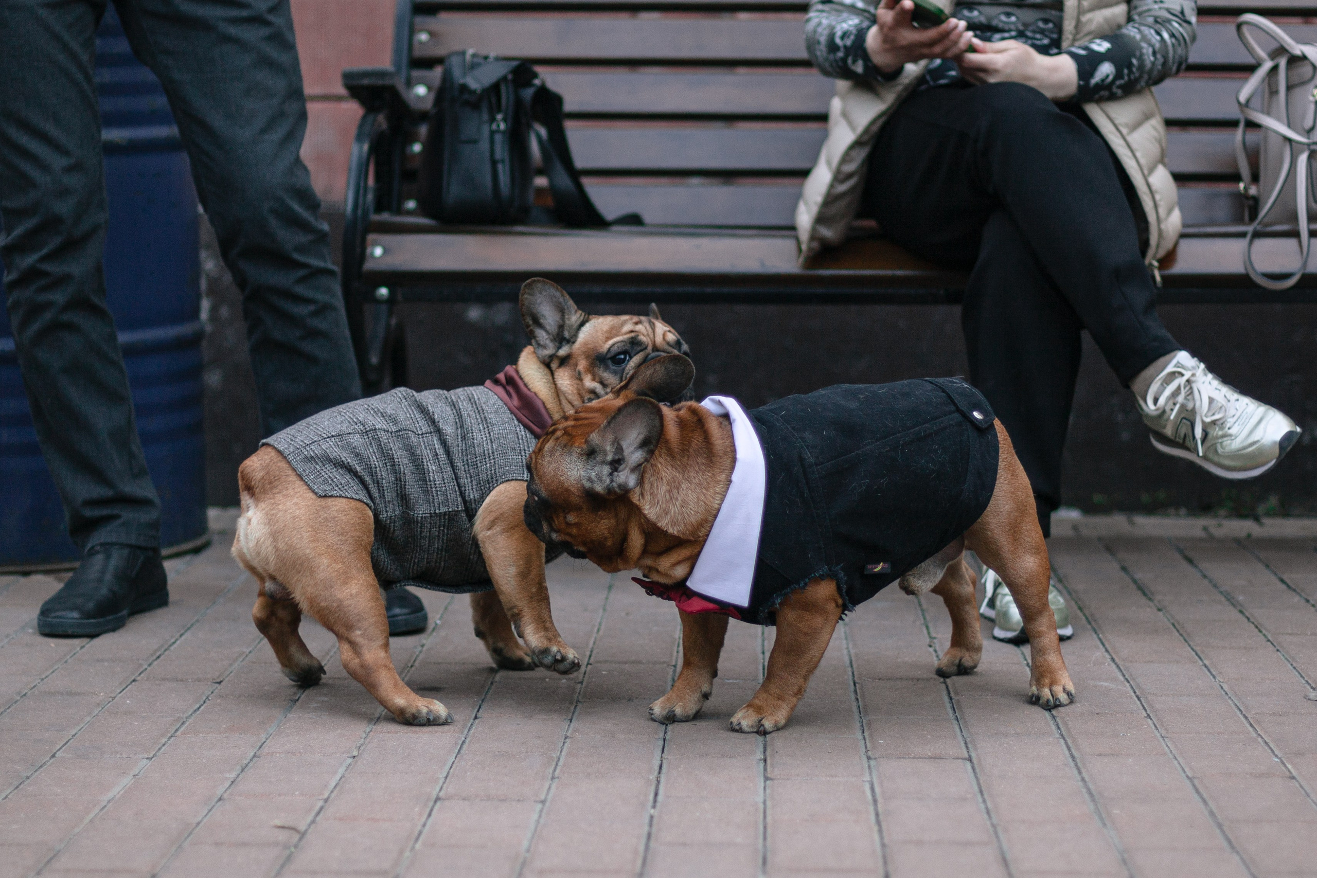 Бульбалл 23.04.2023. Фотограф-анималист Татьяна Степанова