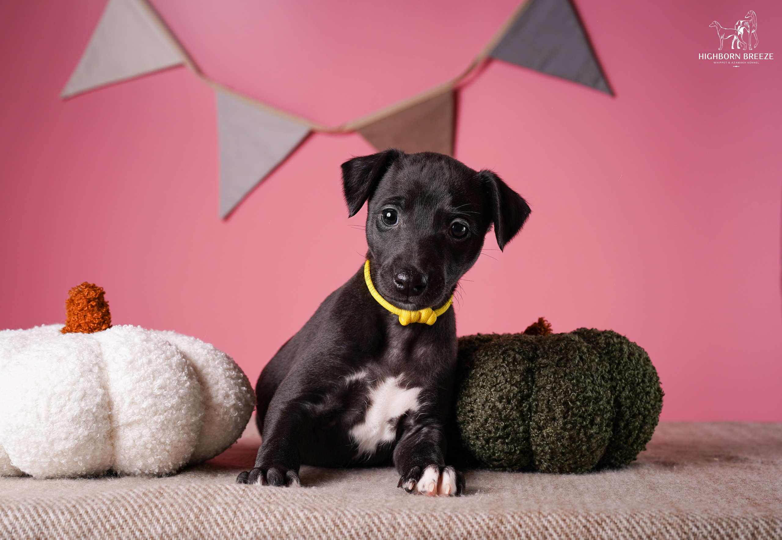 Щенки уиппета. Фотограф-анималист в Санкт-Петербурге Яна Мартынова
