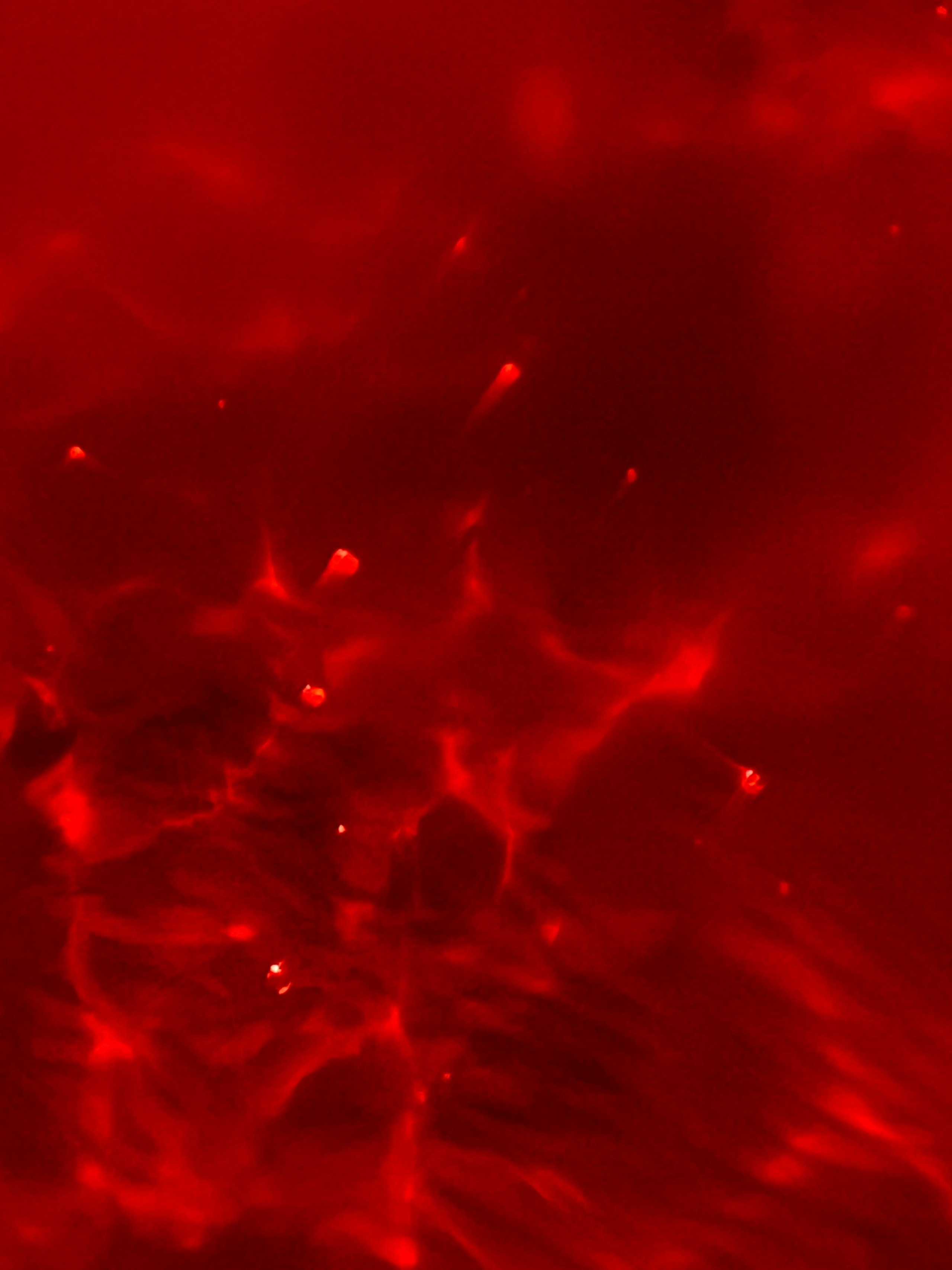 DISTURBING BEAUTY. Evgeniia Mikheeva — International visual artist