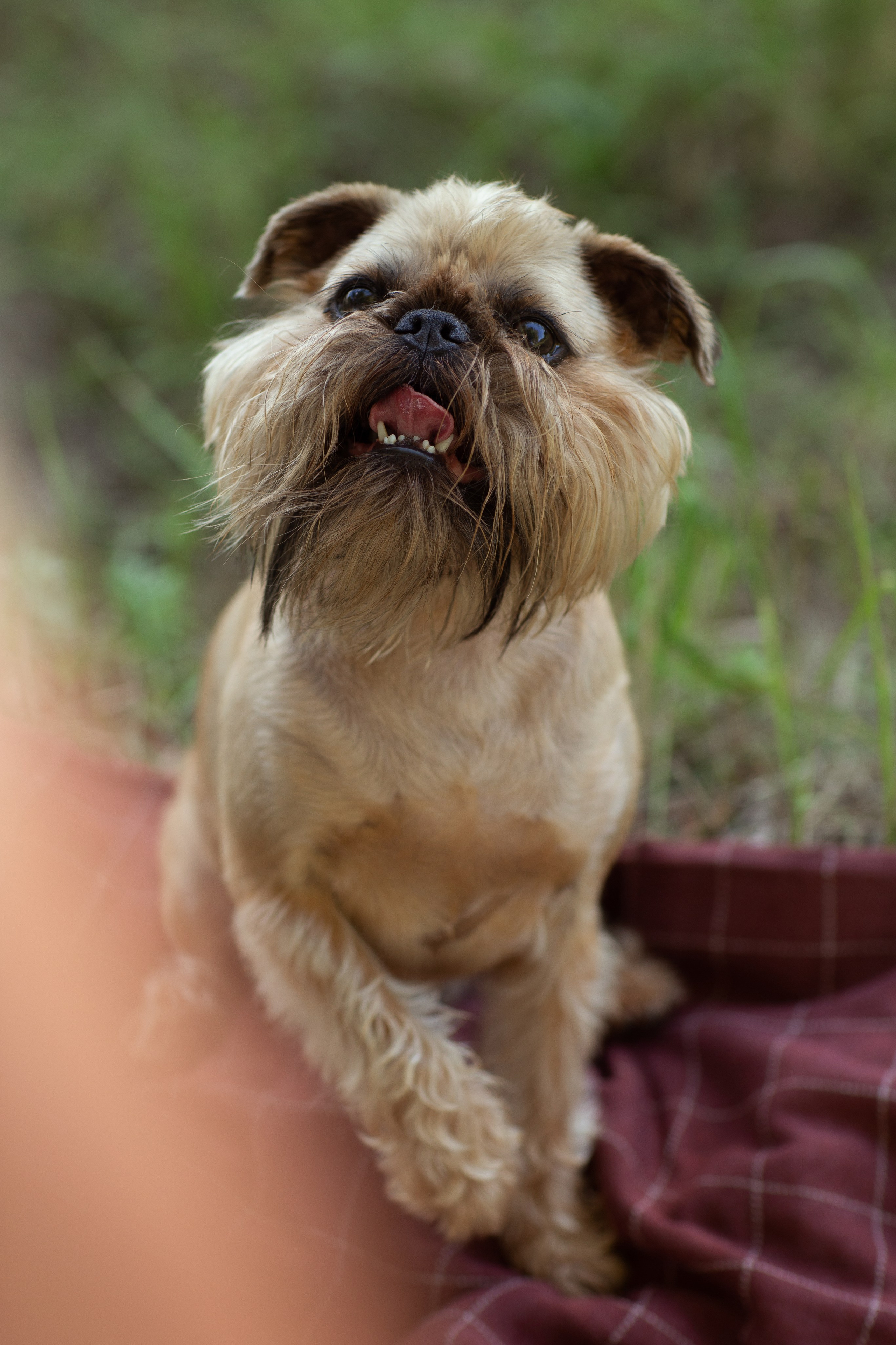 Лена и Барри. Фотограф — Анималист Наталья Тямушева