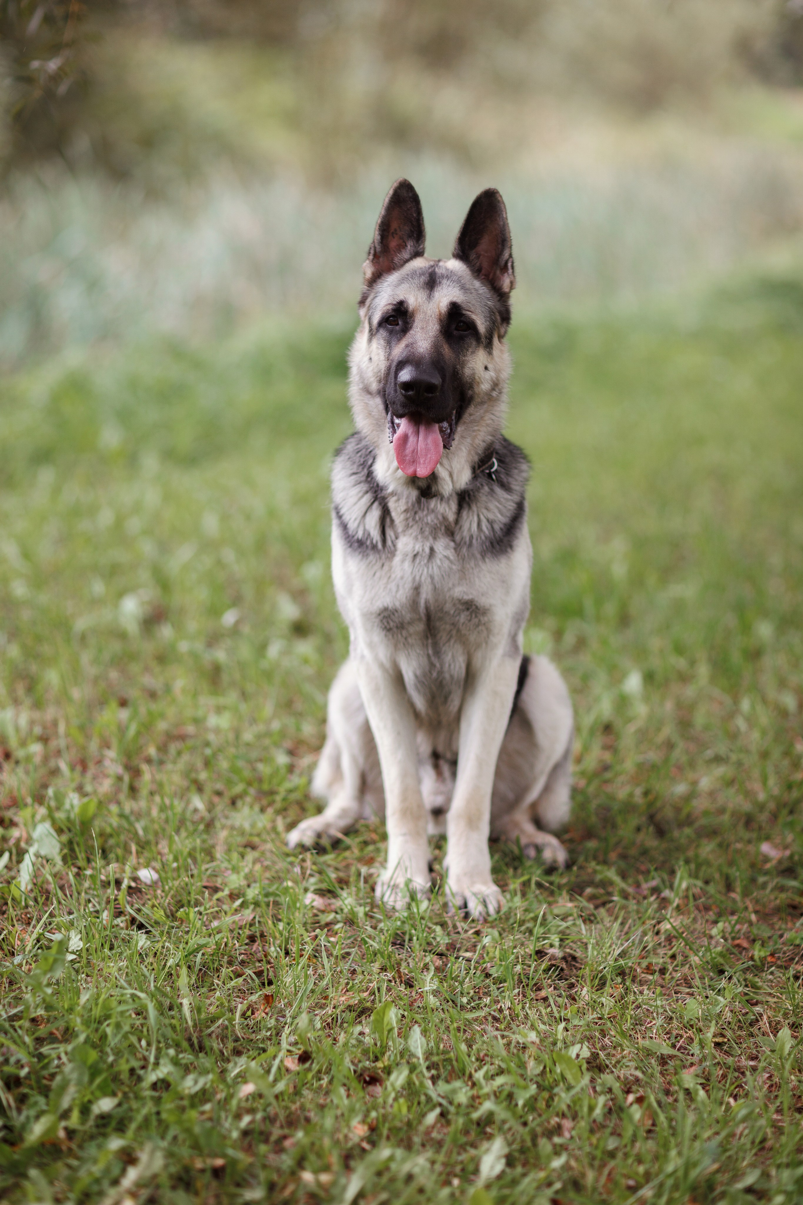 Оксана И Норд. Фотограф — Анималист Наталья Тямушева