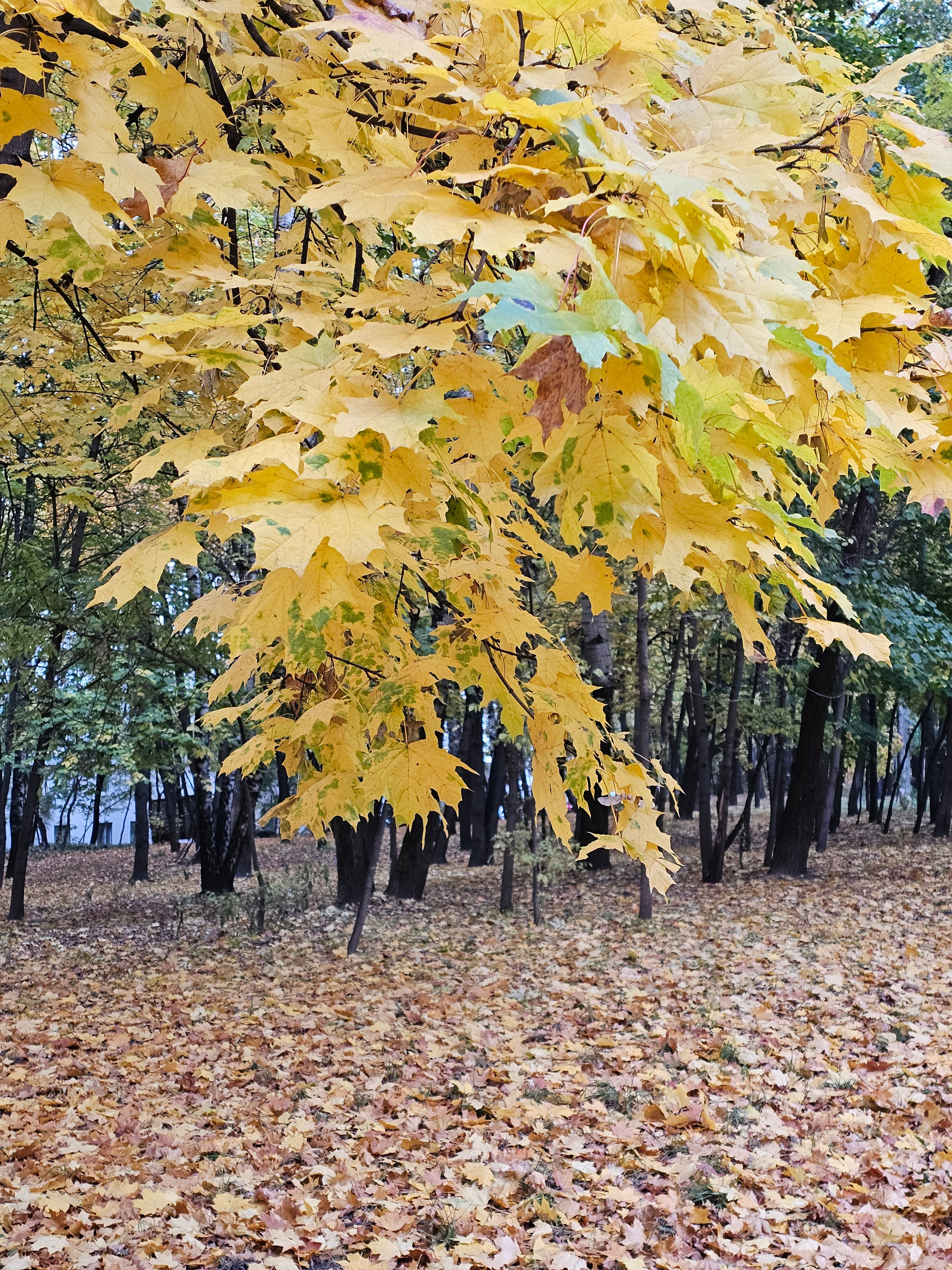 Изображение, где на переднем плане нависают ветви клена с ярко-желтой листвой. На земле — плотный ковер из опавших листьев. На заднем плане виден ряд темных стволов деревьев.