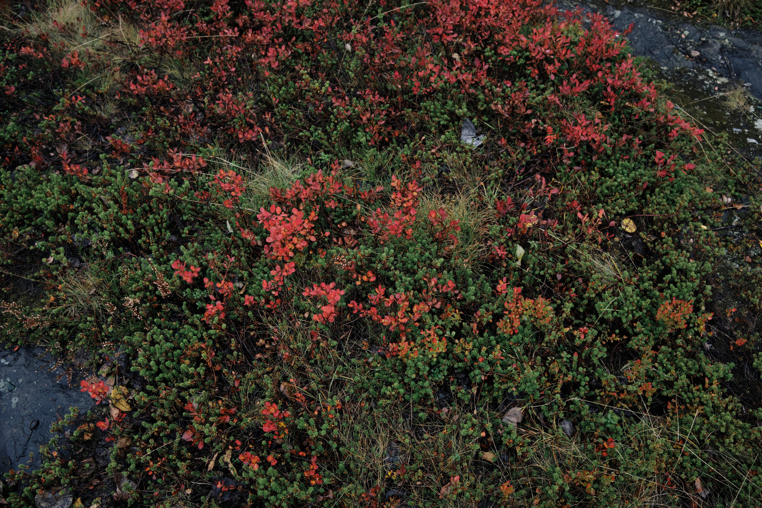 Поездка в Мурманск. Заметки и фото. Елена Павленко. Фотограф. Москва