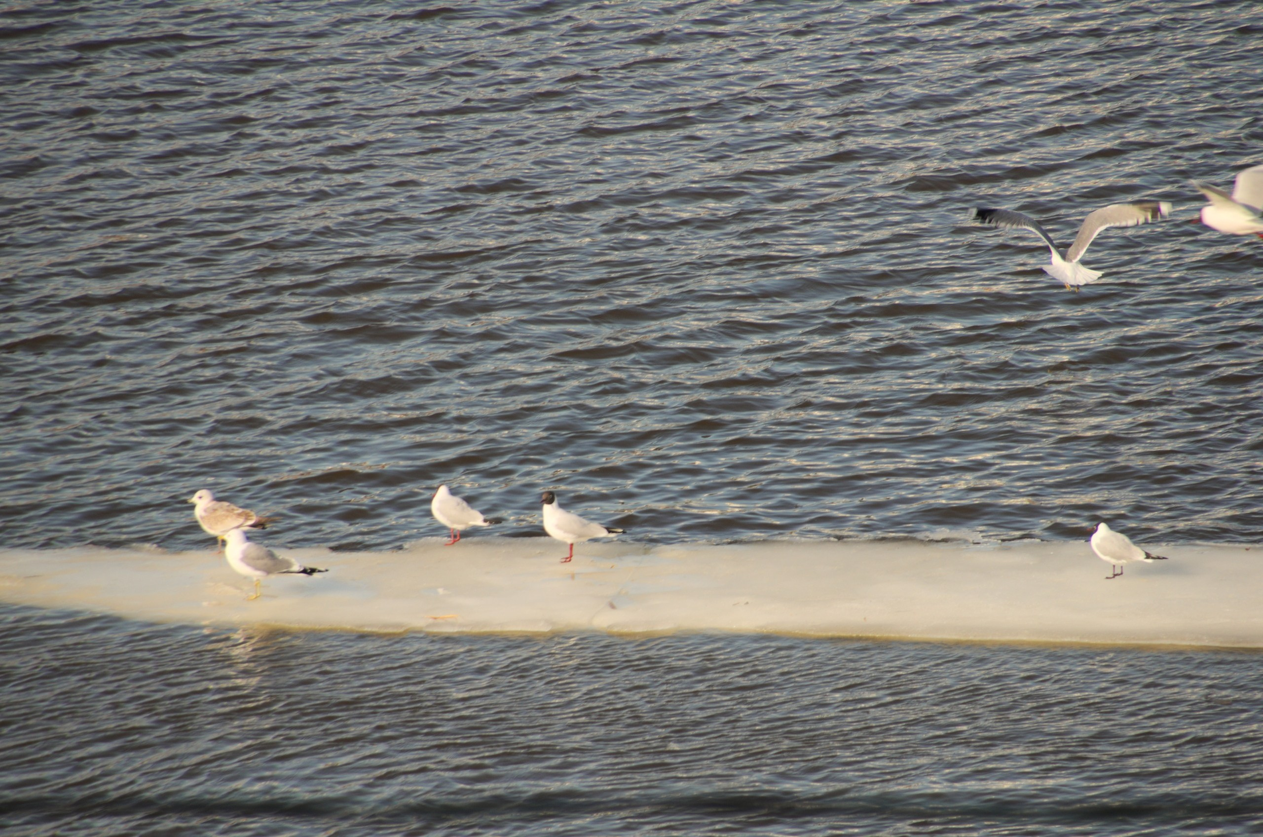 Поездка в Тверь и Торжок | 30-31.03.2019. Галерея Фантим