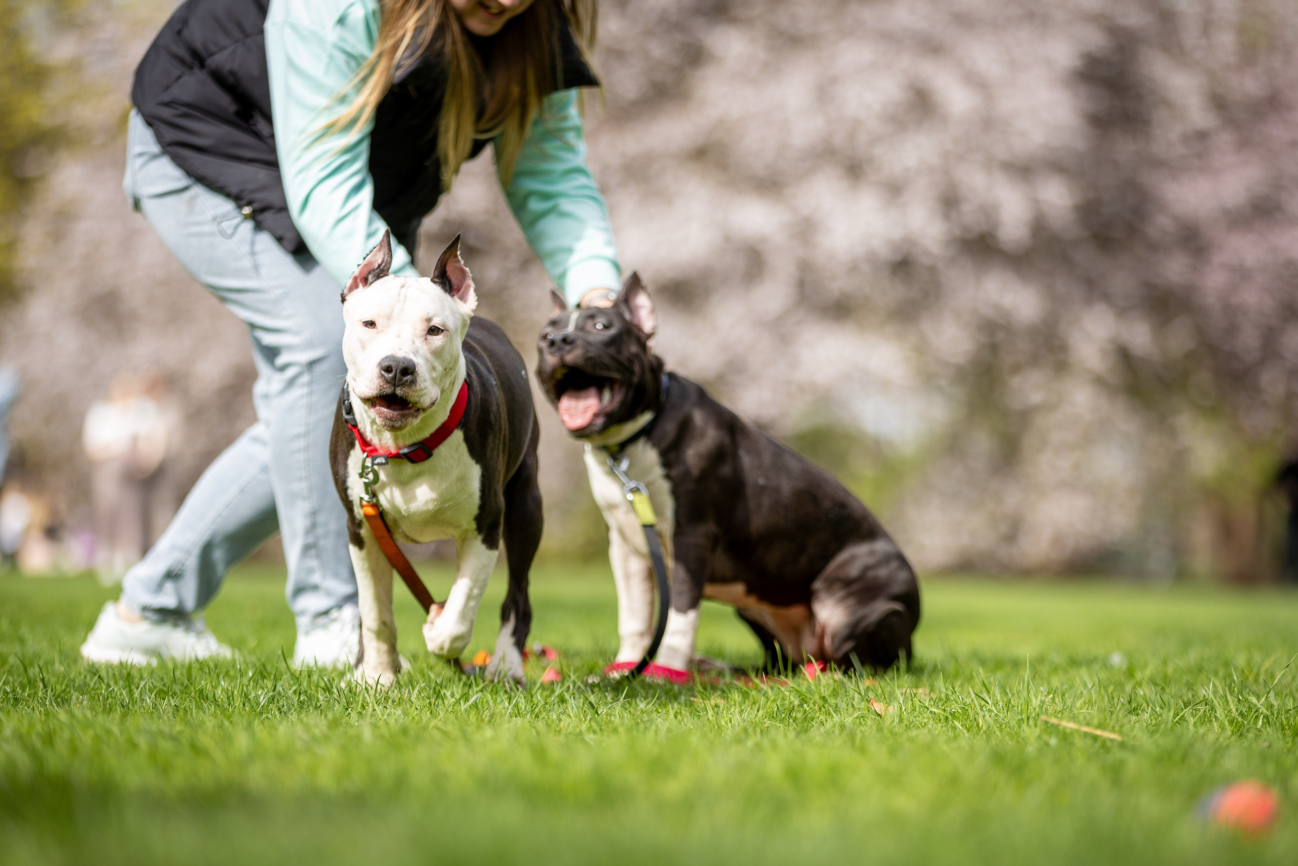 Афина и Мора, Стаффорды. Ирина Голомб|Фотограф-анималист в  Сочи и Калининграде