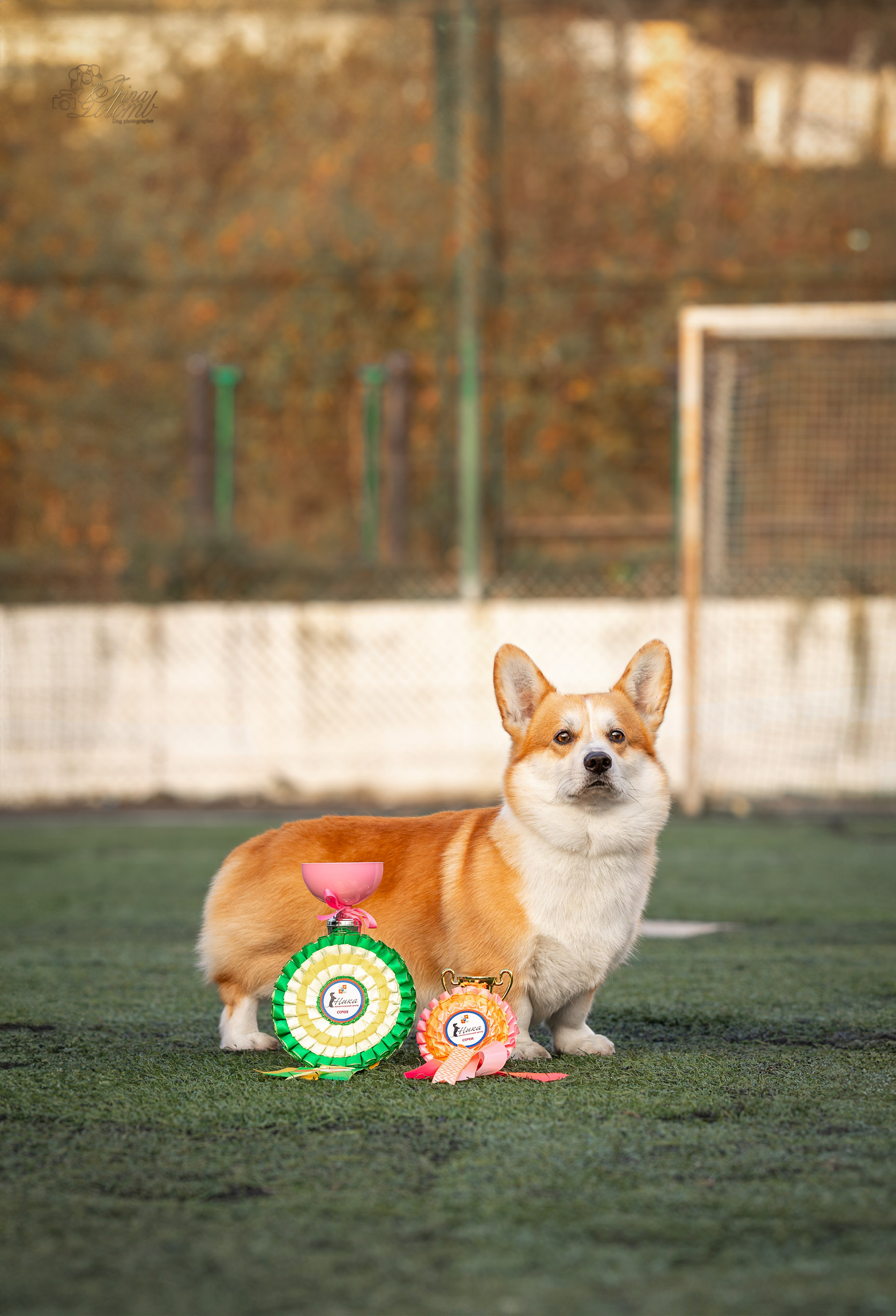 Выставка 17.12.23. Ирина Голомб|Фотограф-анималист в  Сочи и Калининграде