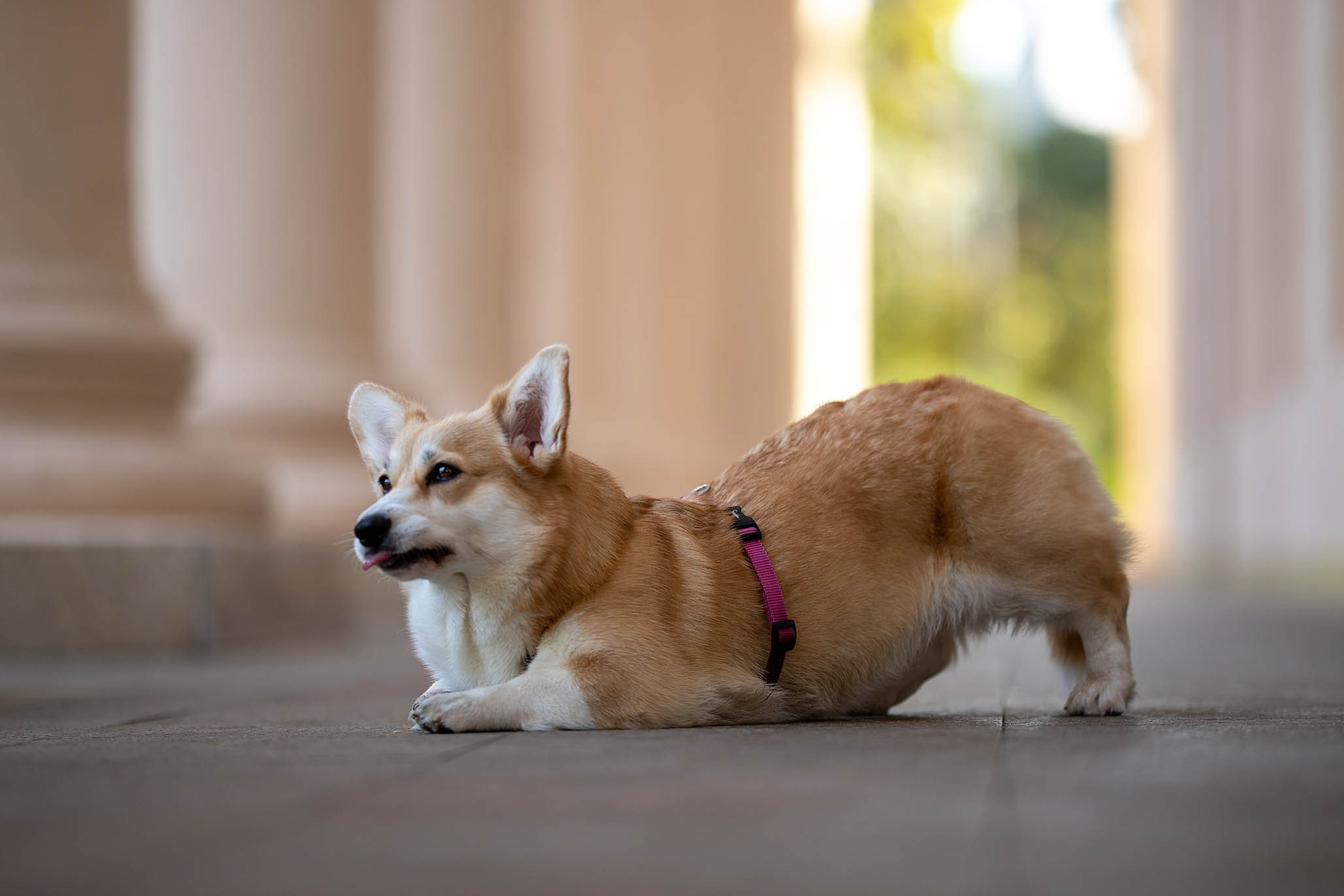 Лиса и Деви, корги. Ирина Голомб|Фотограф-анималист в  Сочи и Калининграде