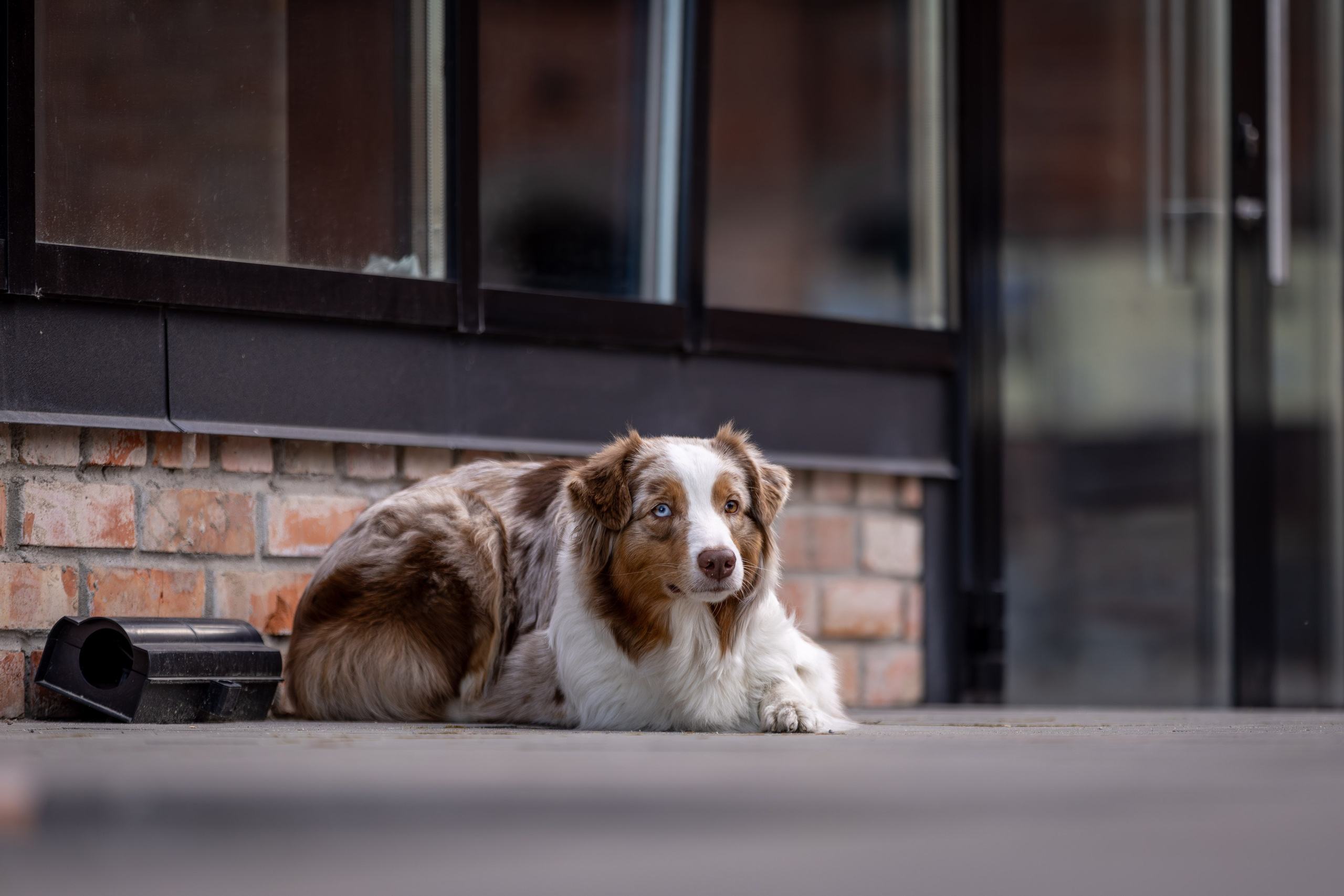 Полли, Австралийская Овчарка. Ирина Голомб|Фотограф-анималист в  Сочи и Калининграде
