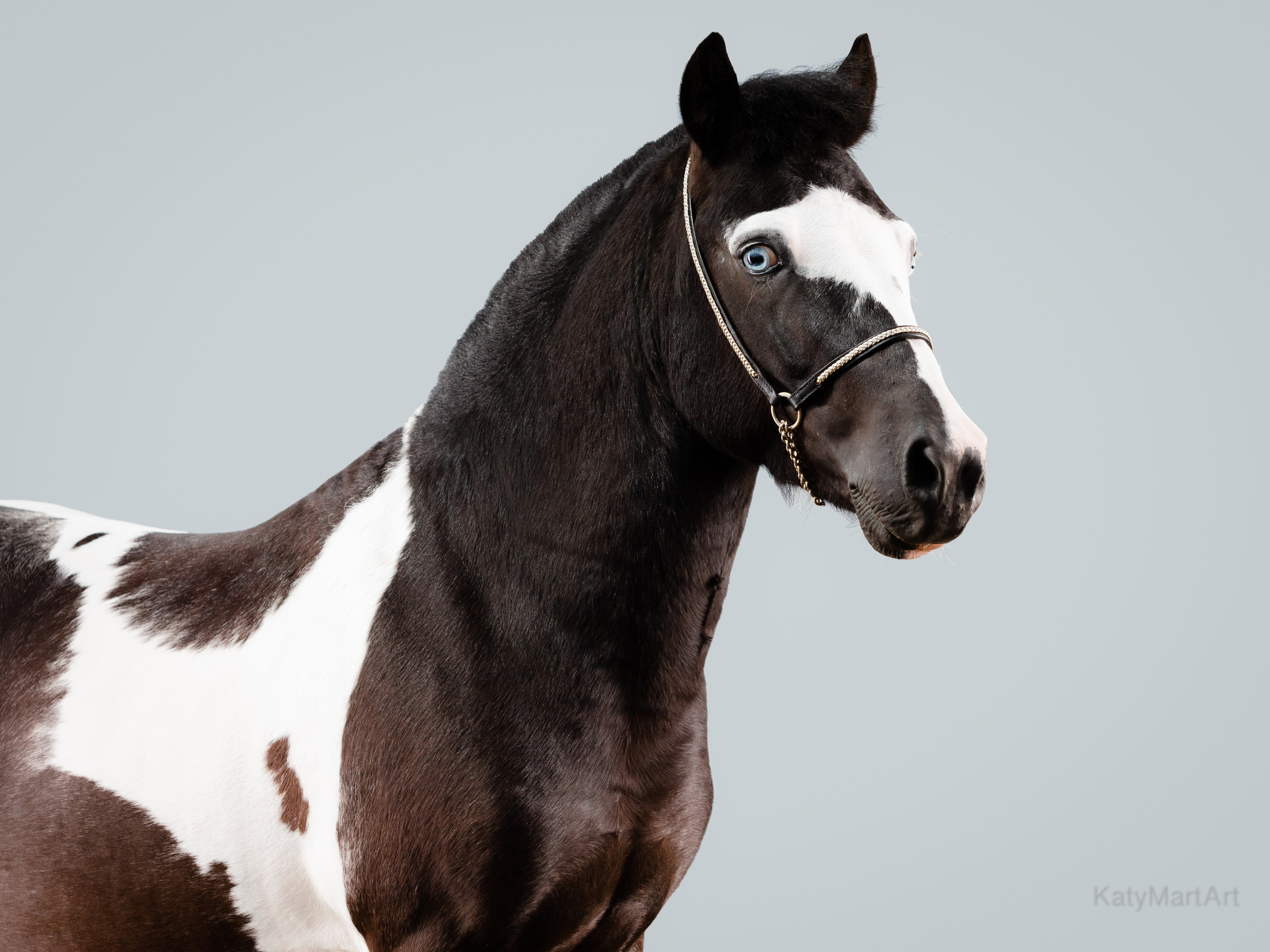 Пятна. KatymartArt — Equine photography