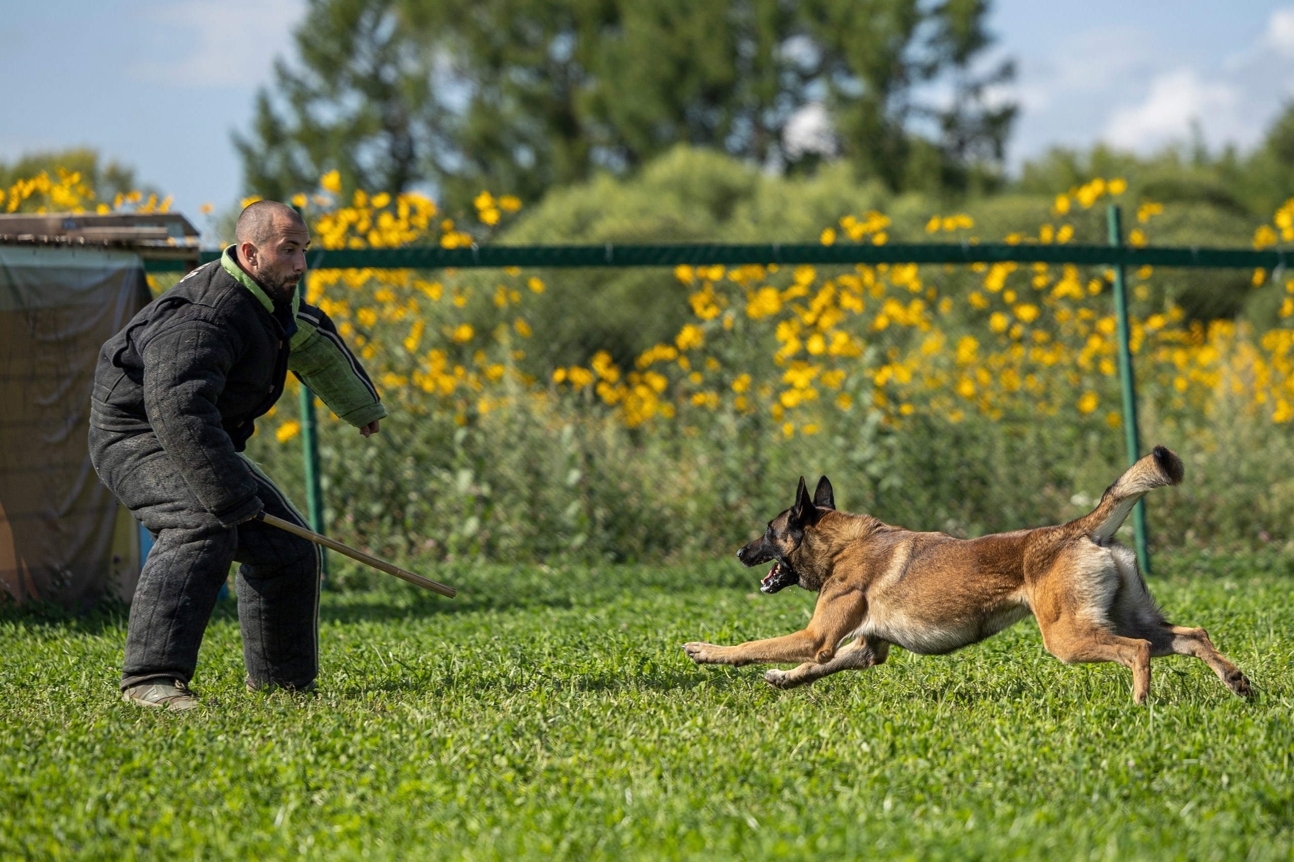 Соревнования по Мондьорингу г. Вологда 10-11.08.2024. Фотограф-анималист Анна Маринич