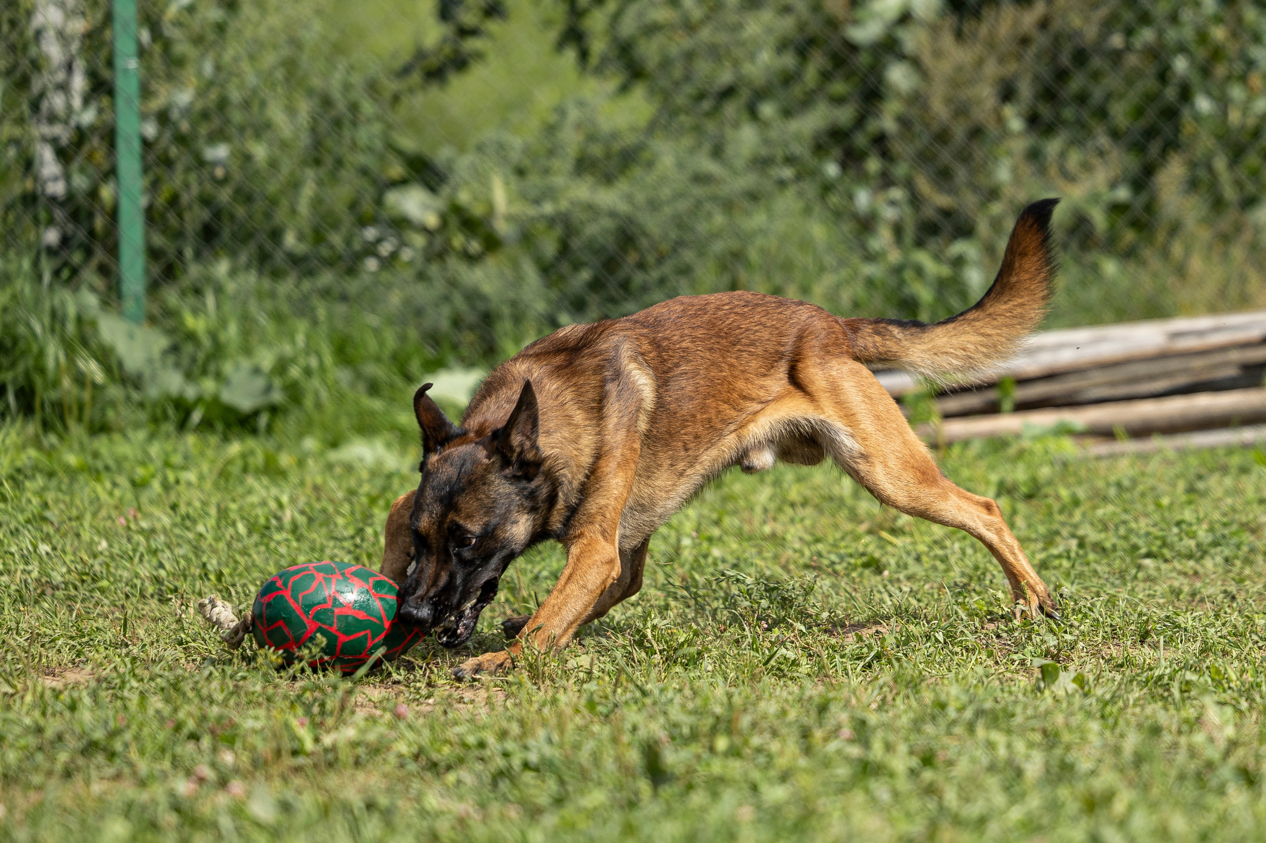 Соревнования по Мондьорингу г. Вологда 10-11.08.2024. Фотограф-анималист Анна Маринич