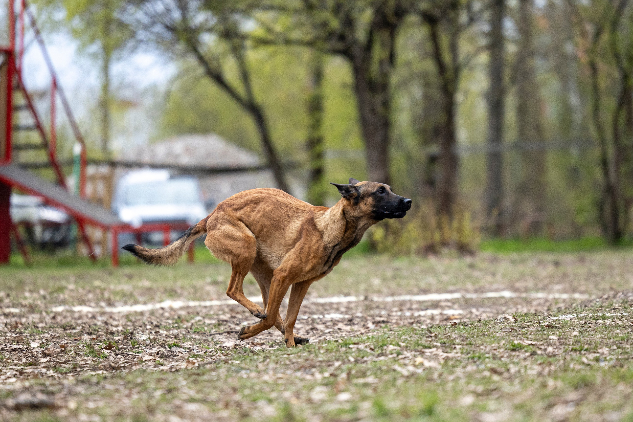Квалификационные состязания по мондьорингу г. Вологда 11.05.24. Фотограф-анималист Анна Маринич