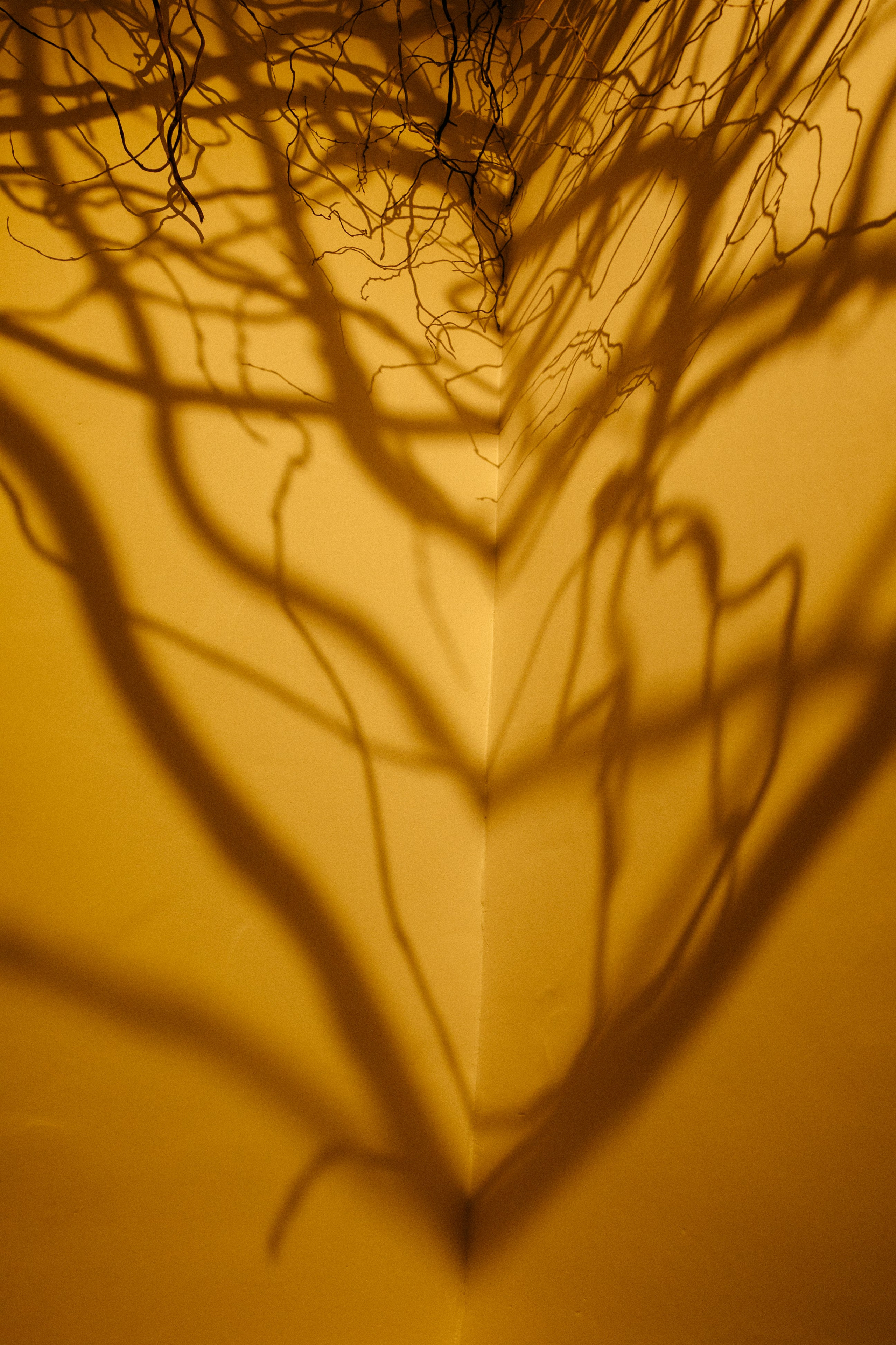 Сергей и Нина. Фотограф Эдуарда Титанян