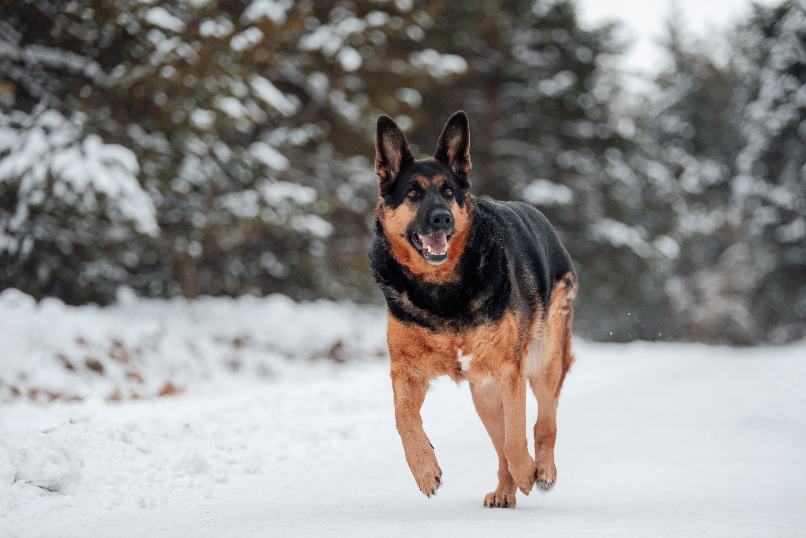 Светлана, Альфа и кошки ✨. Фотограф-анималист Анастасия Парфенова|Екатеринбург