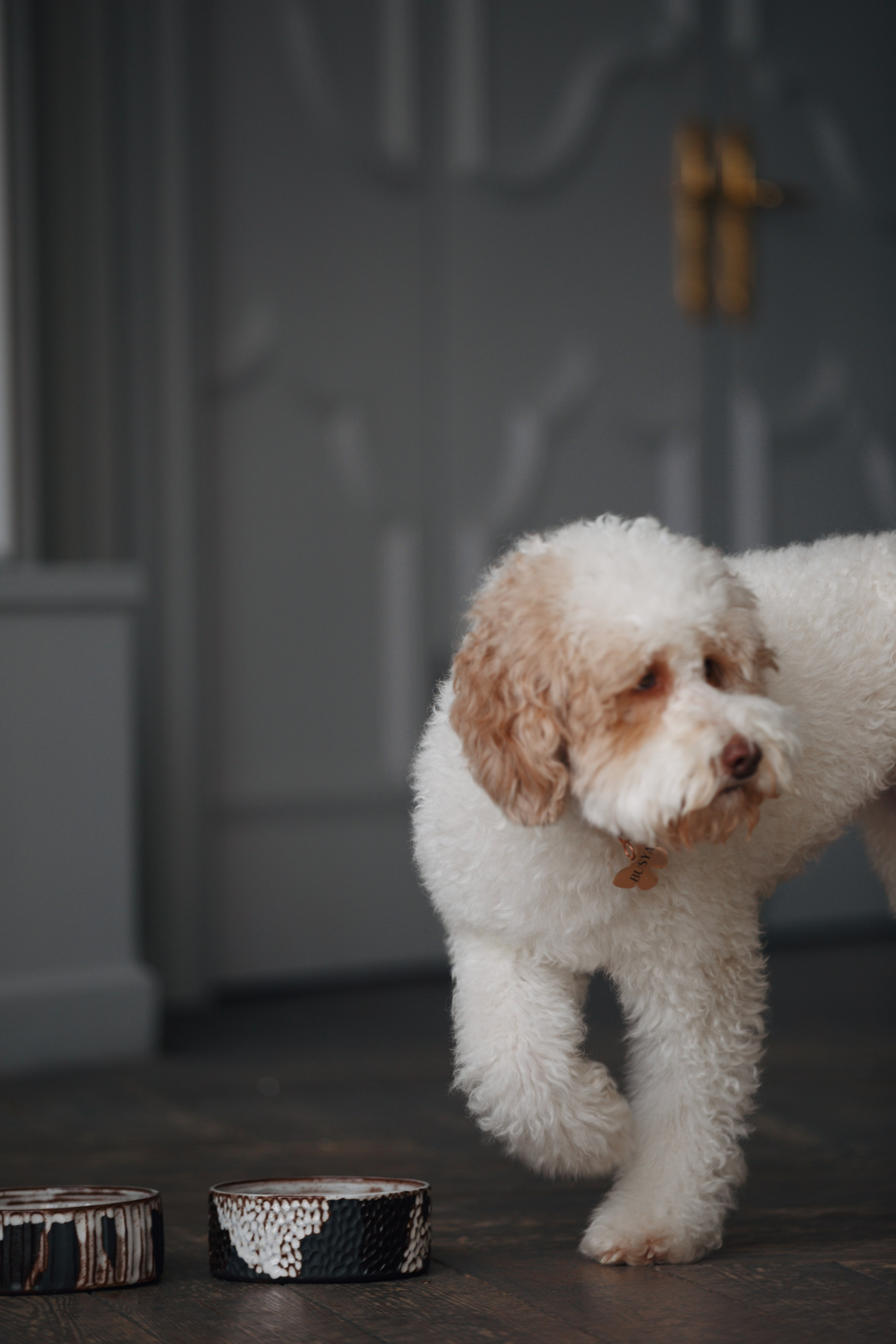 Bmbh лежанки и адресники. Фотограф анималист Кристина Карпова, Москва