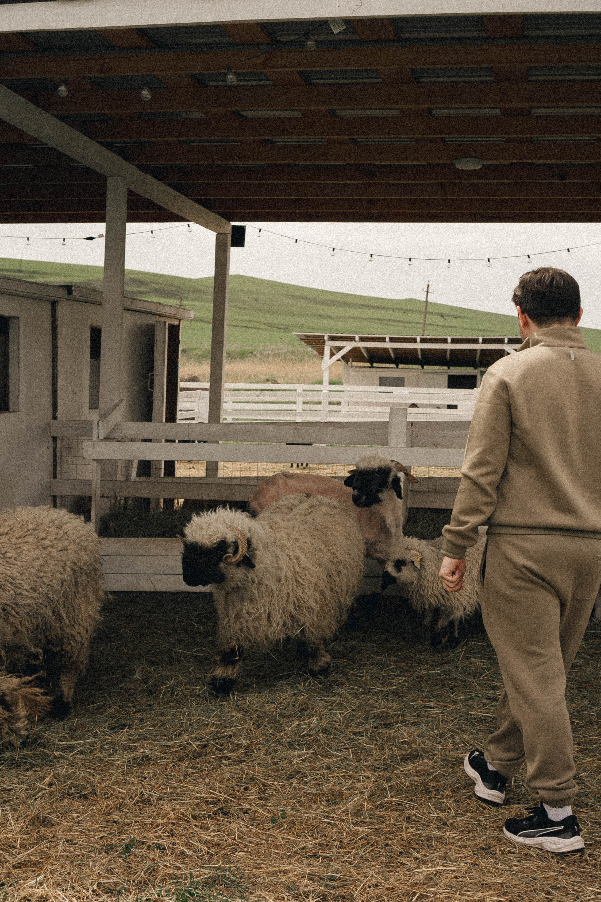 Ферма Альпак. Профессиональный фотограф, Санкт-Петербург — Виктория Богомолова