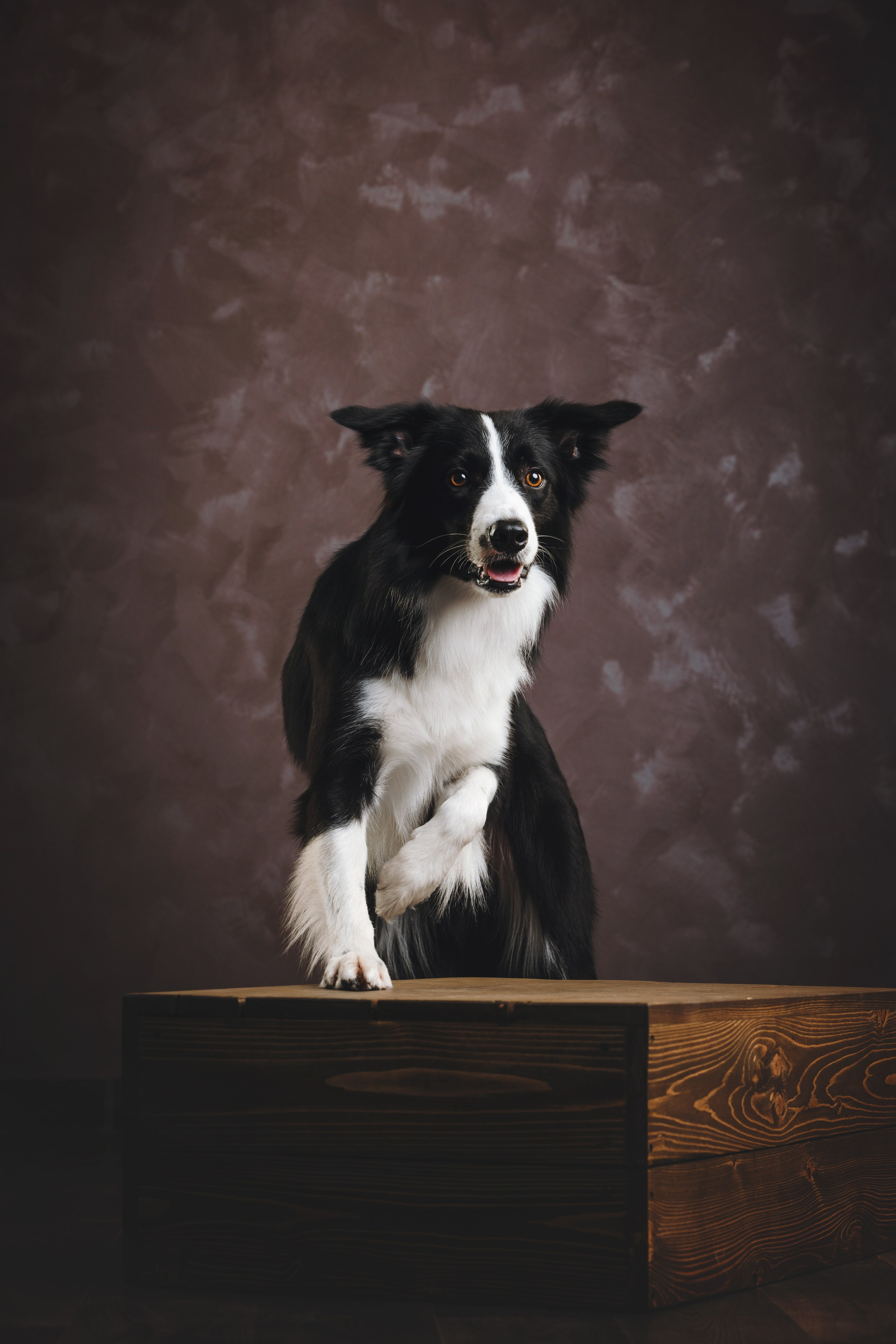 Бордер-колли. Фотограф анималист Осипчикова Мария