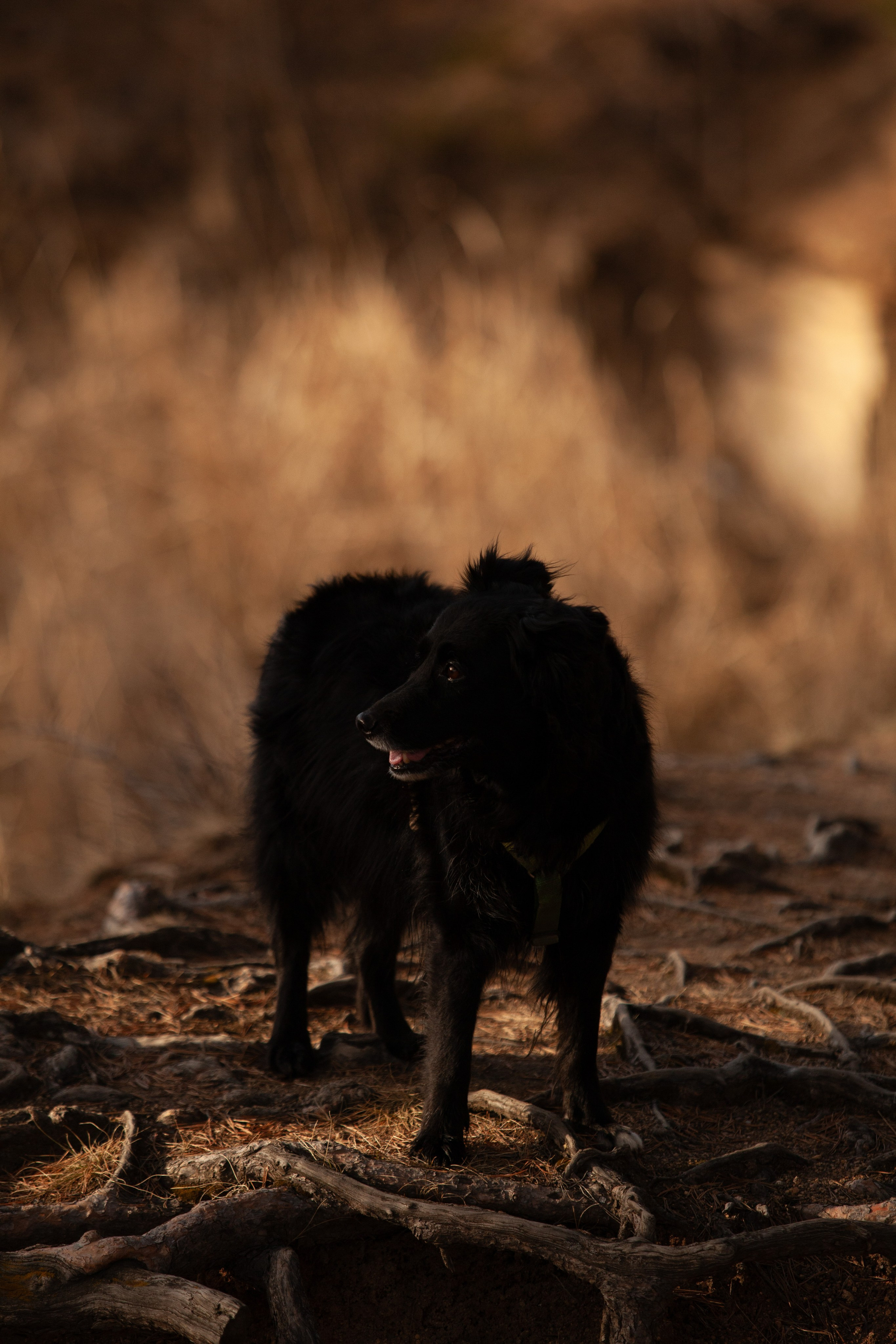 Ваши фотографии. Фотограф анималист Осипчикова Мария