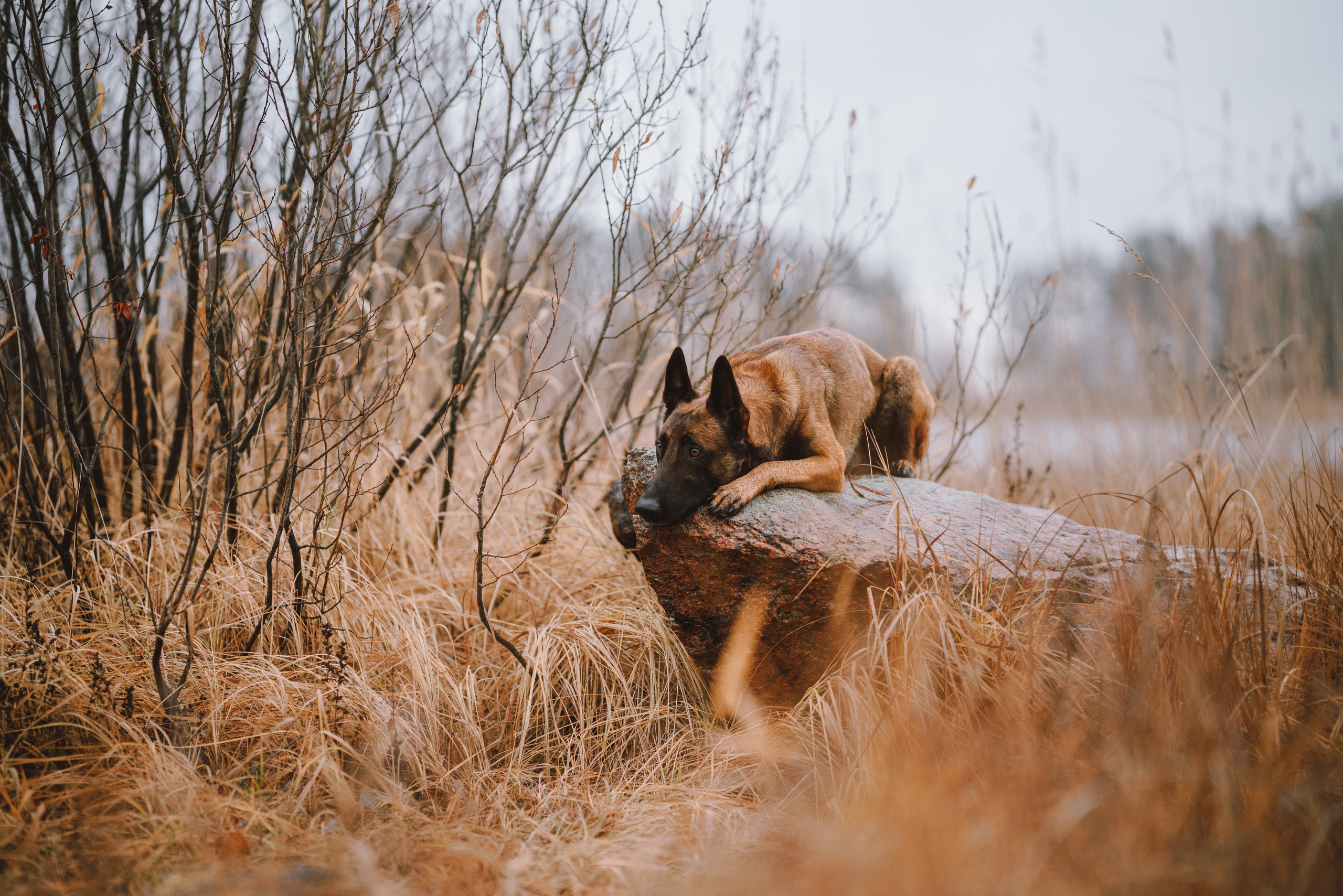 Раш. Фотограф анималист Осипчикова Мария