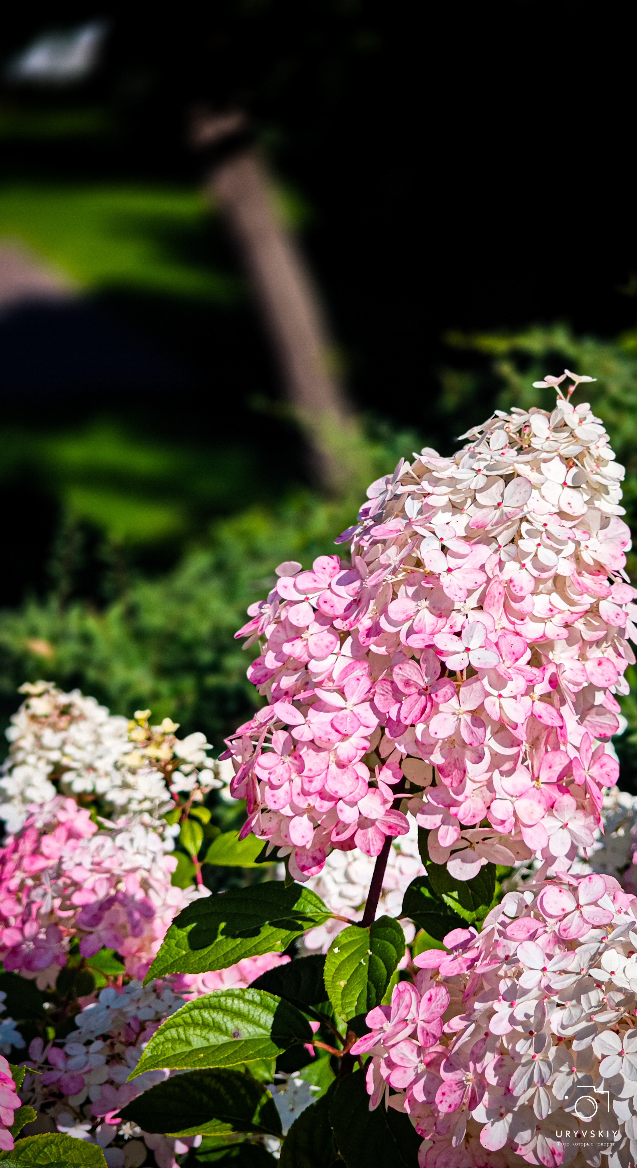 Больничный дворик. Игорь Урывский. Фотограф Красноярск